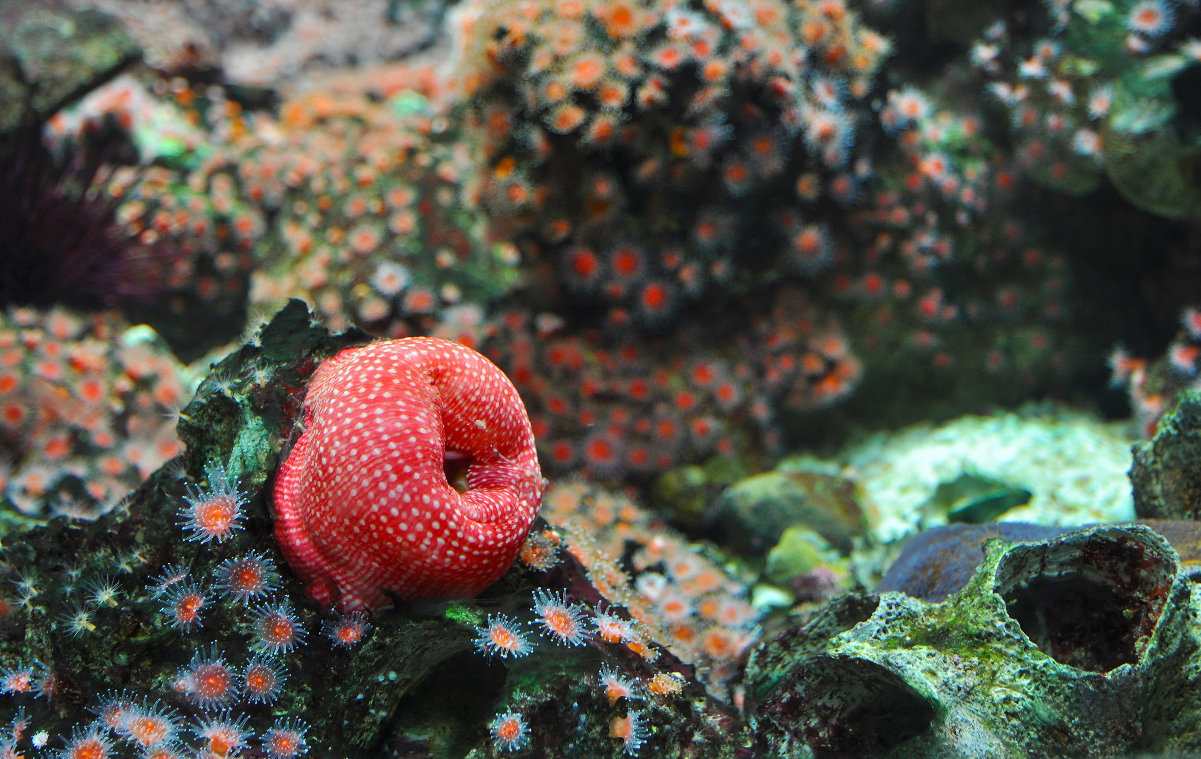 Strawberry Anemone (Actinia fragacea)