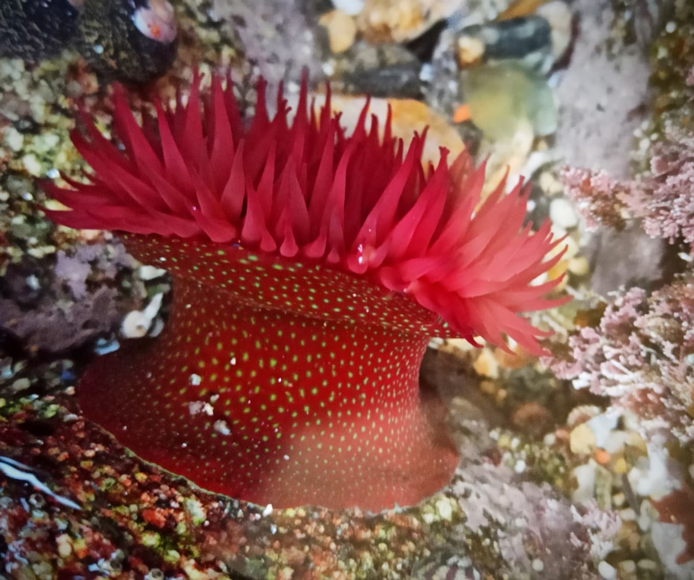 Strawberry Anemone (Actinia fragacea), Isla de Toralla, Spain