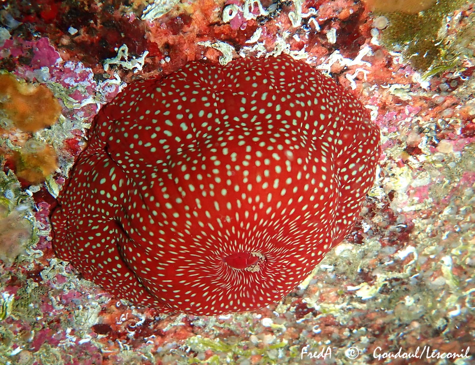 Strawberry Anemone (Actinia fragacea), Plobannalec-Lesconil, France