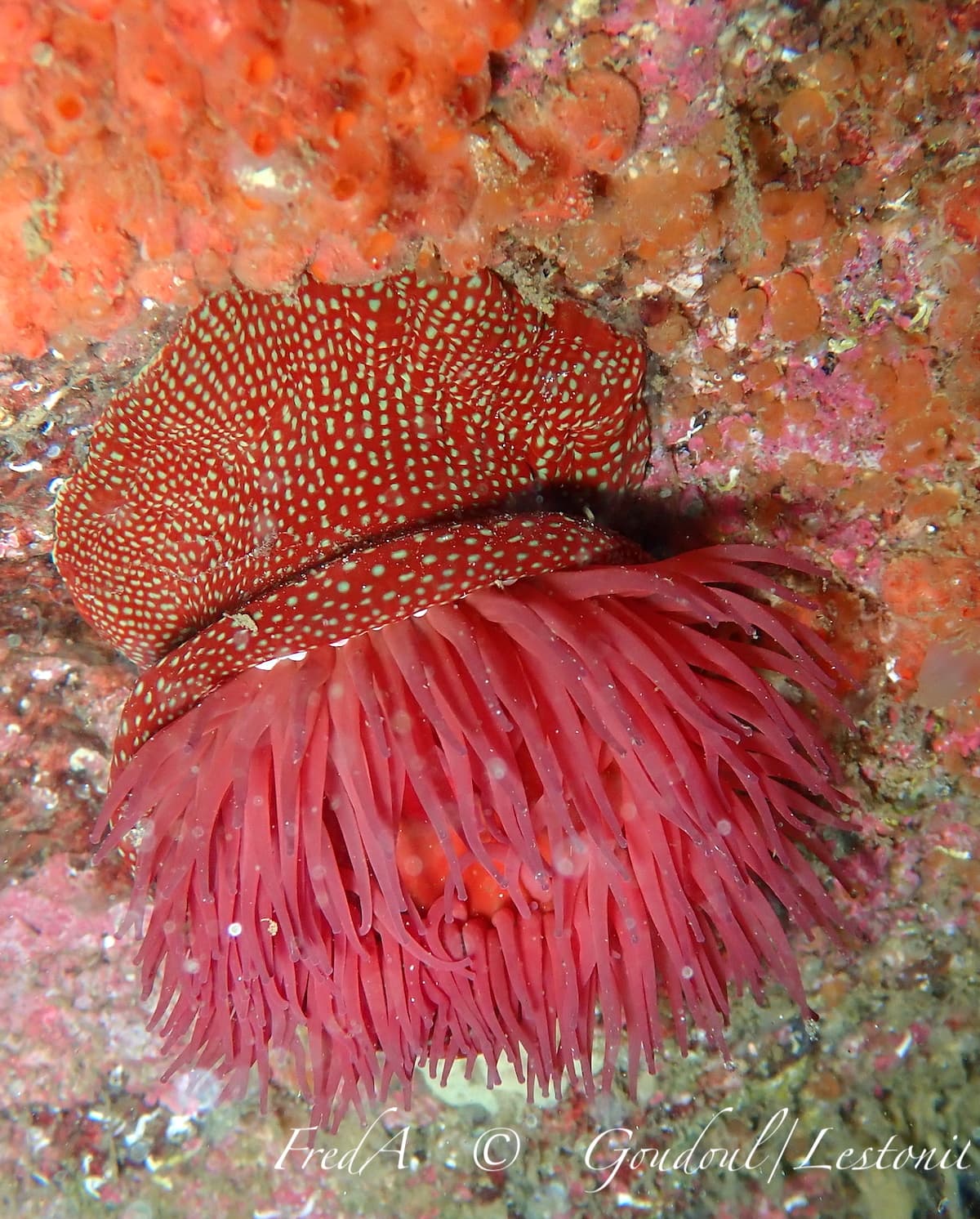 Strawberry Anemone (Actinia fragacea), Plobannalec-Lesconil, France