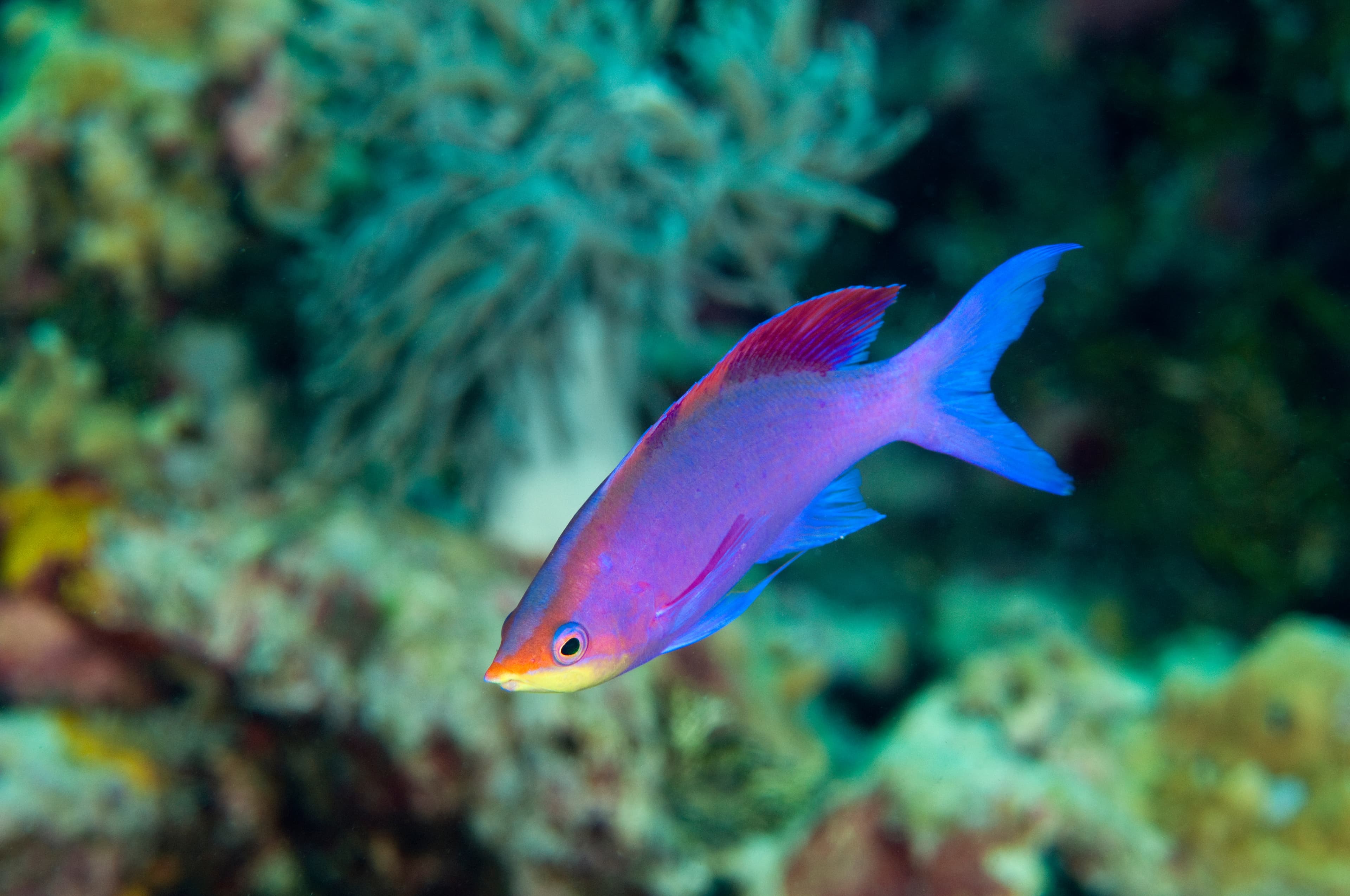 Male Purple Anthias (Pseudanthias tuka), Sulawesi Indonesia