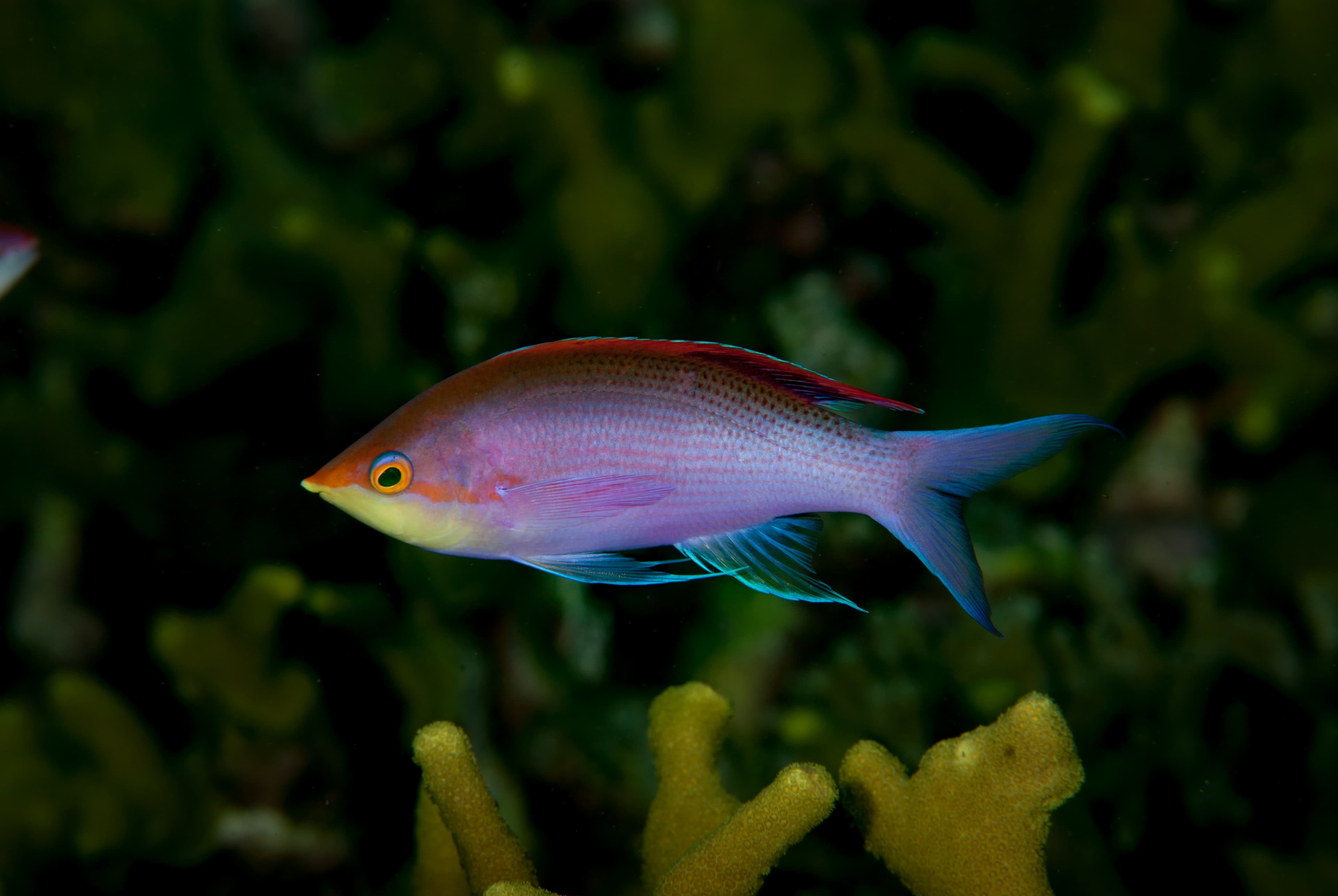 Male Purple Anthias (Pseudanthias tuka)