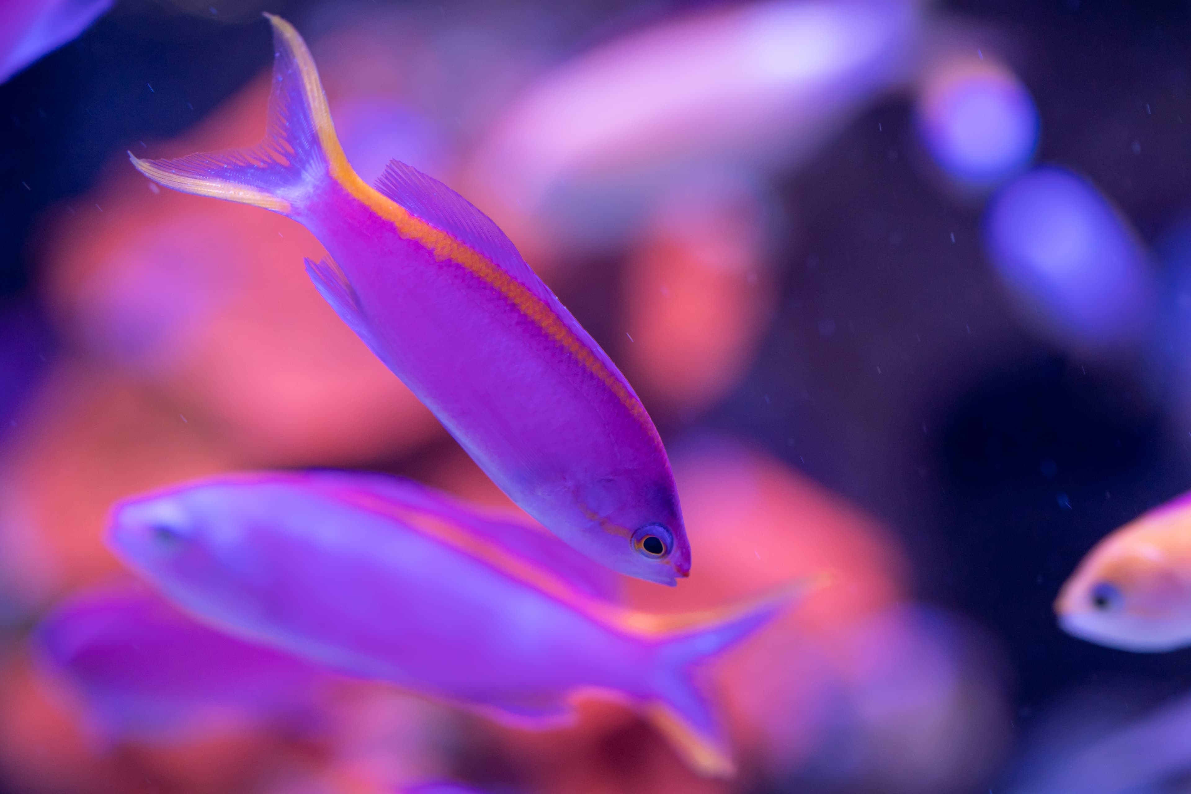 Purple Anthias (Pseudanthias tuka)