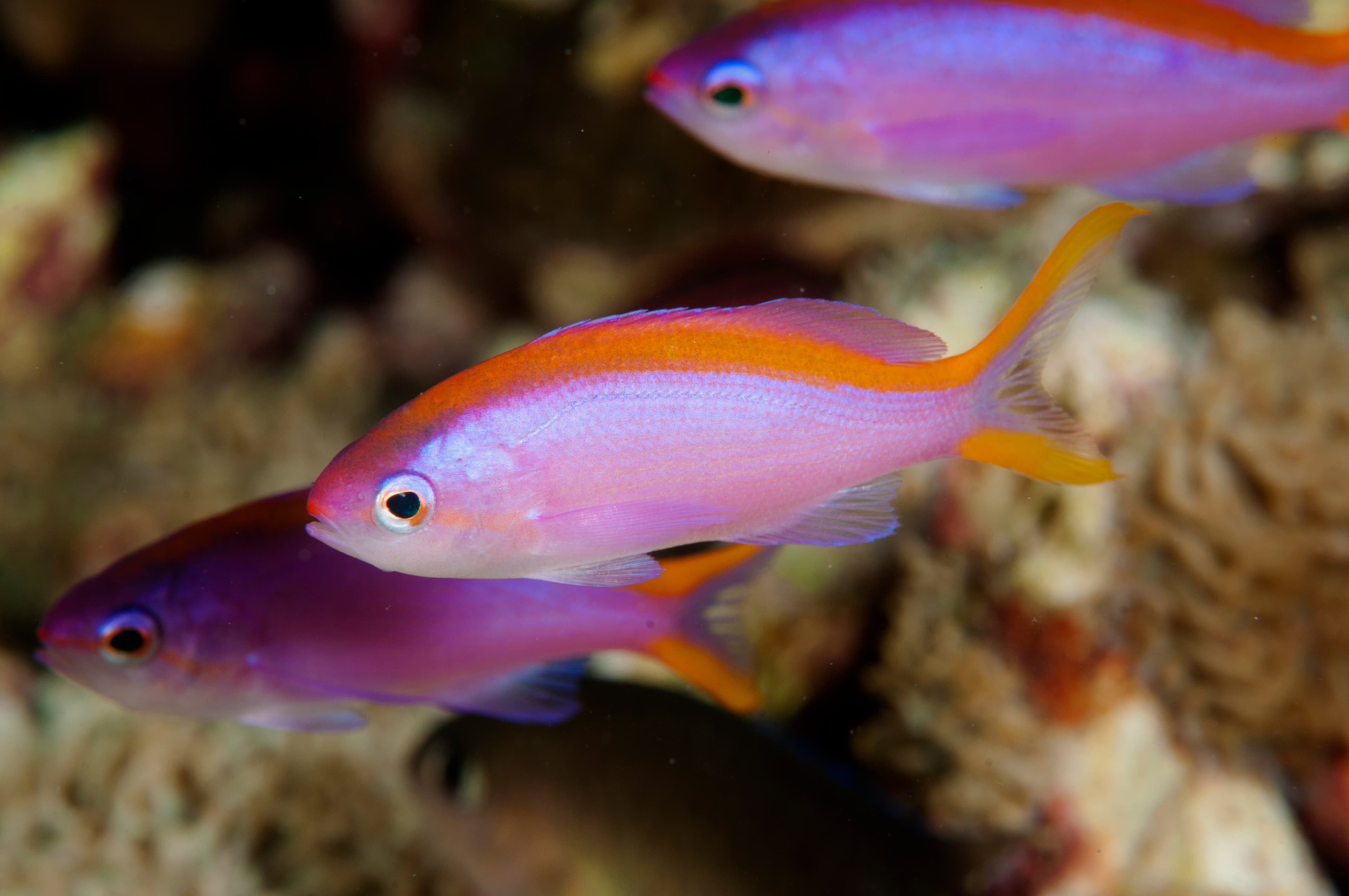 Female Purple Anthias (Pseudanthias tuka), Sulawesi Indonesia