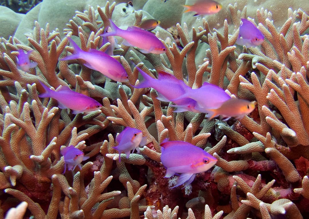 Purple Anthias (Pseudanthias tuka) – Complete Care Guide | Reeflings