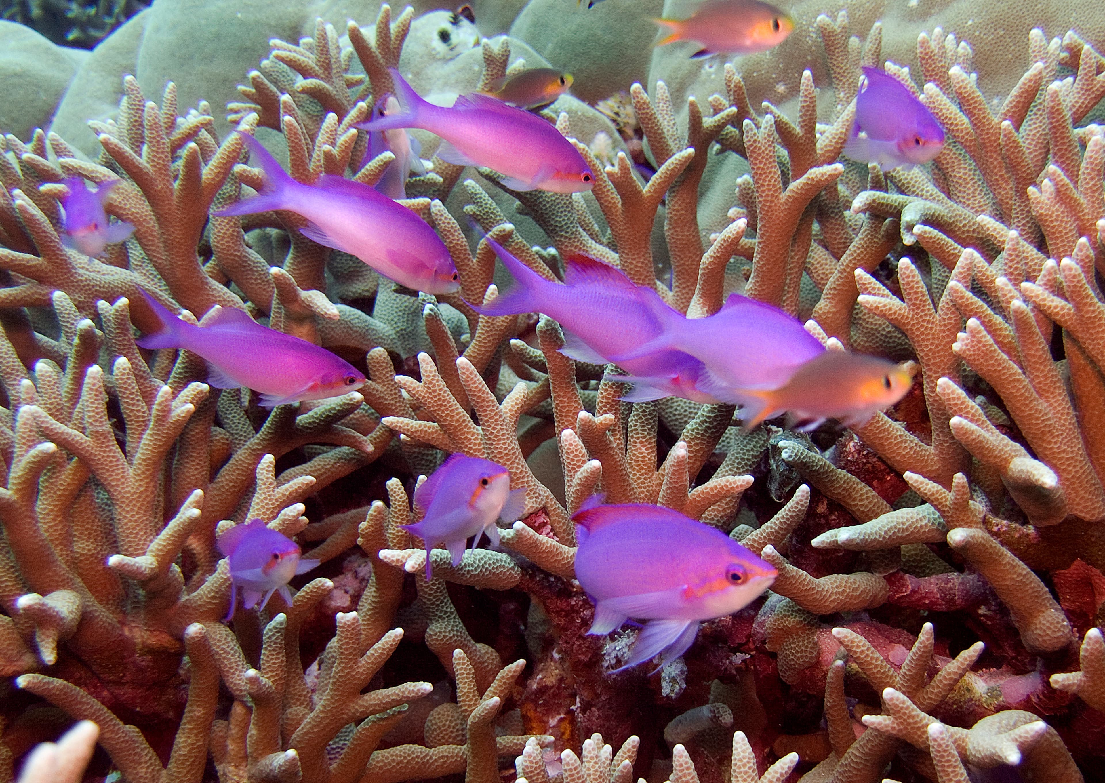 Purple Anthias (Pseudanthias tuka), Kosrae Island Micronesia