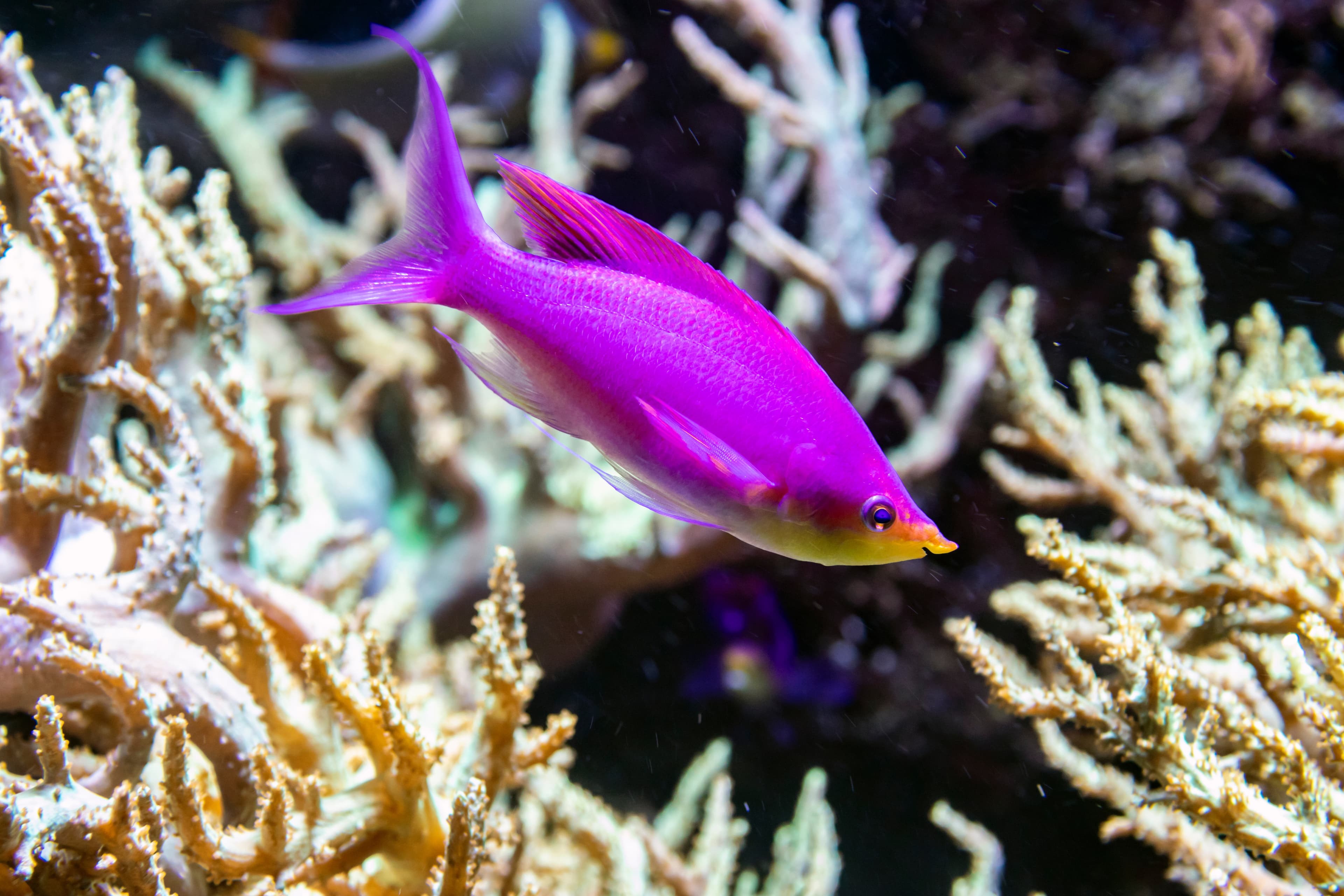 Purple Anthias (Pseudanthias tuka)