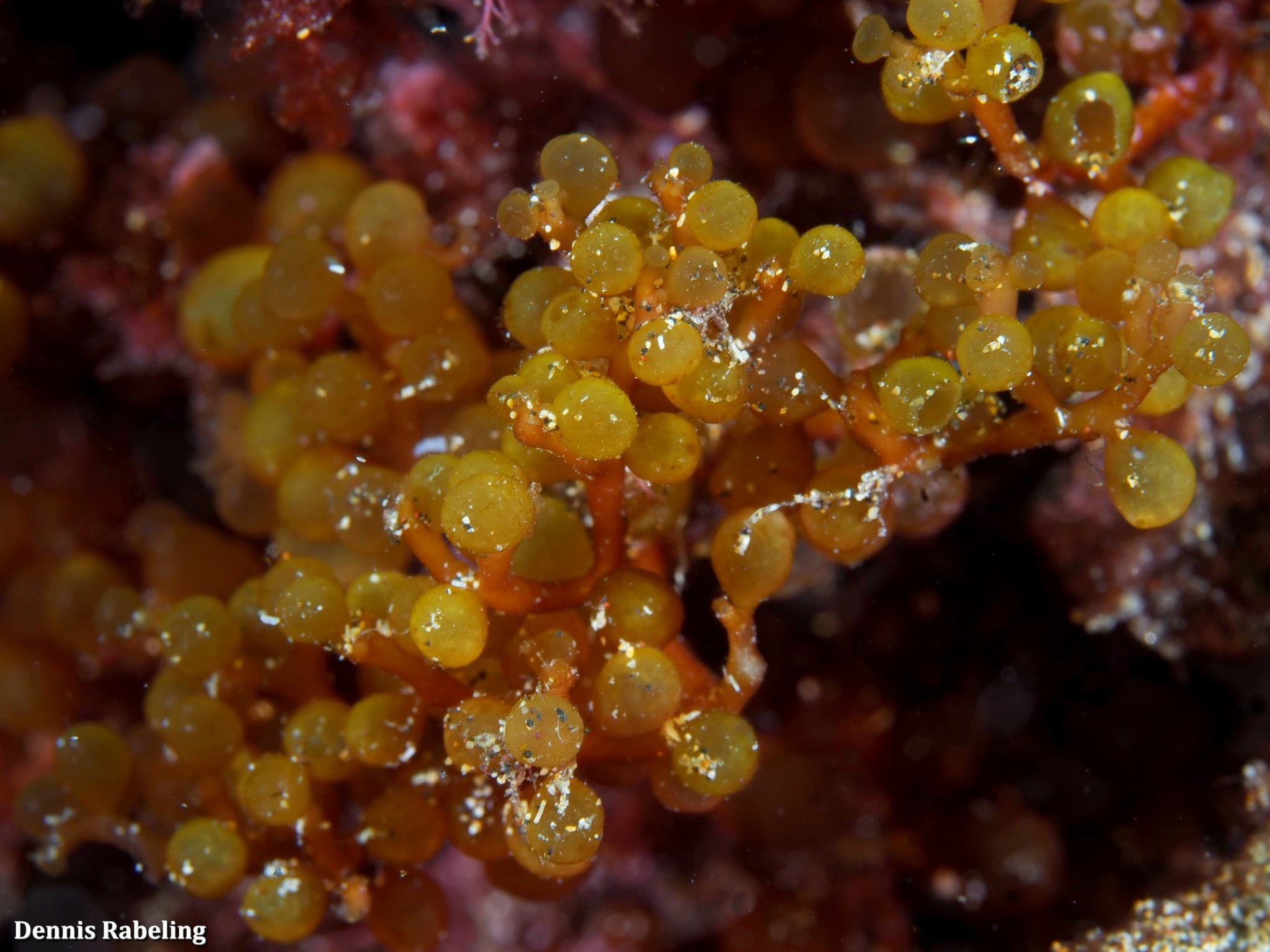 Red Grape Algae (Botryocladia botryoides)