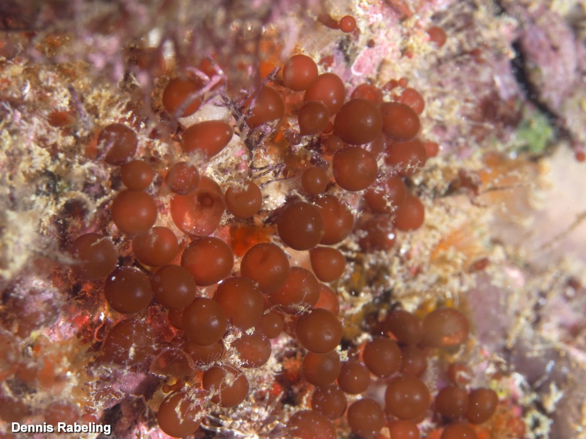 Red Grape Algae (Botryocladia botryoides)