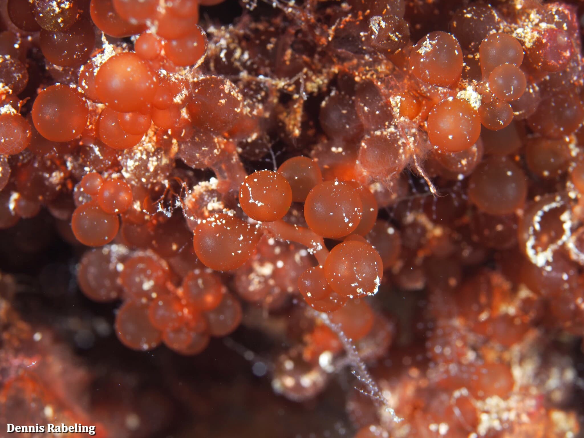 Red Grape Algae (Botryocladia botryoides)