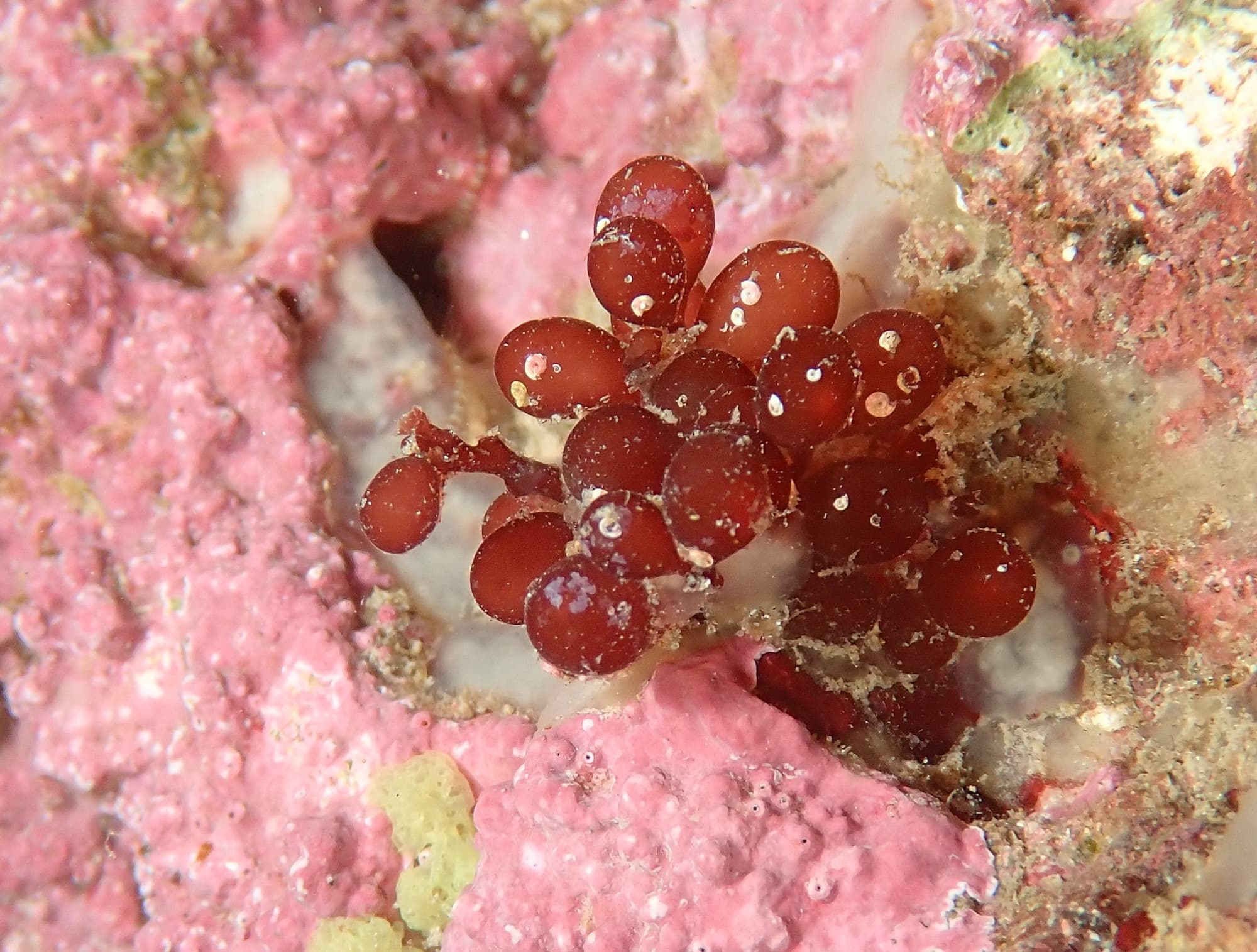 Red Grape Algae (Botryocladia botryoides)