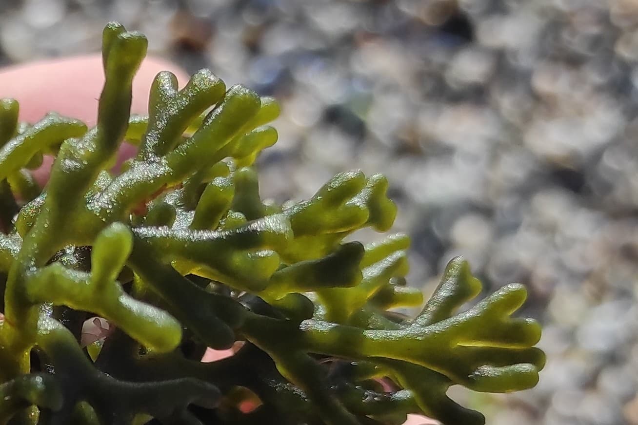 Dead Man's Fingers (Codium fragile)