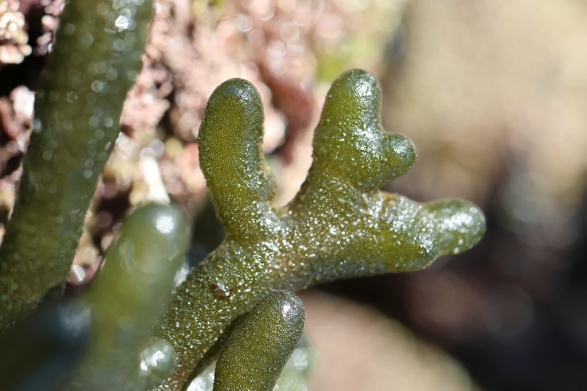 Dead Man's Fingers (Codium fragile)