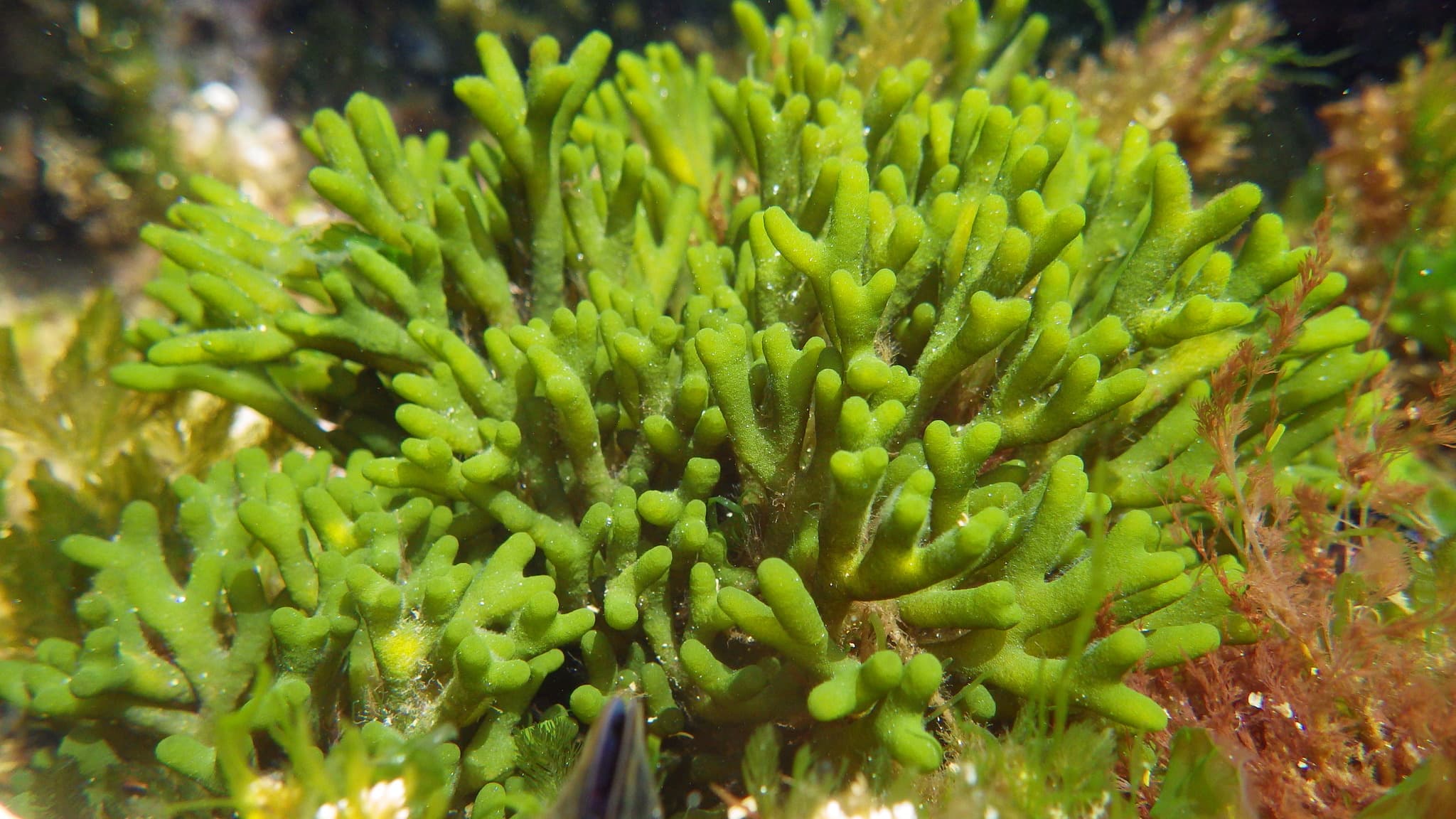 Dead Man's Fingers (Codium fragile)