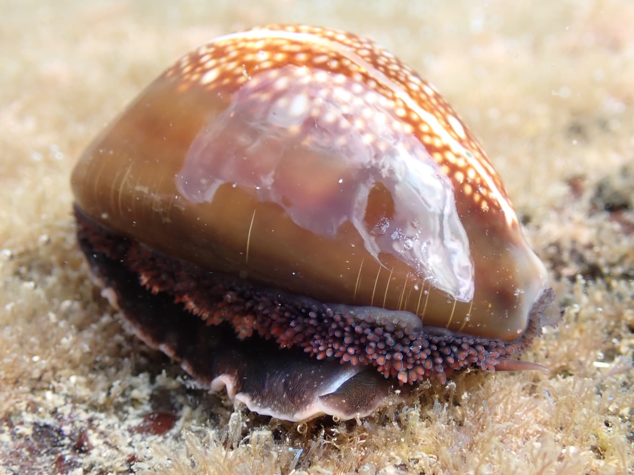 Serpent's Head Cowrie (Monetaria caputserpentis)