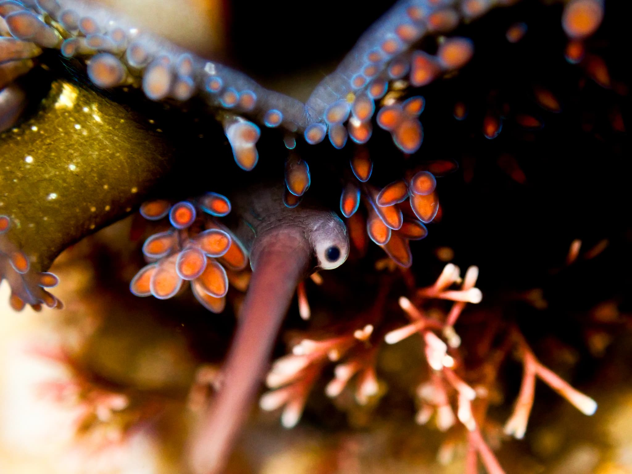 Serpent's Head Cowrie (Monetaria caputserpentis) extreme close-up