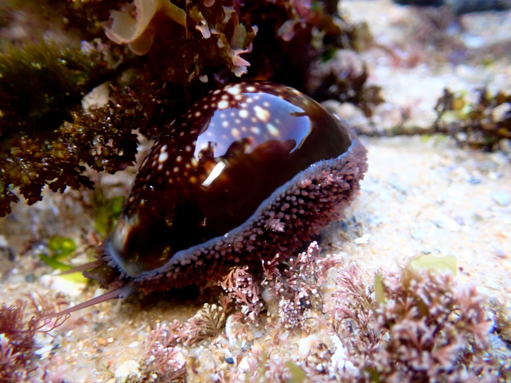 Serpent's Head Cowrie (Monetaria caputserpentis)