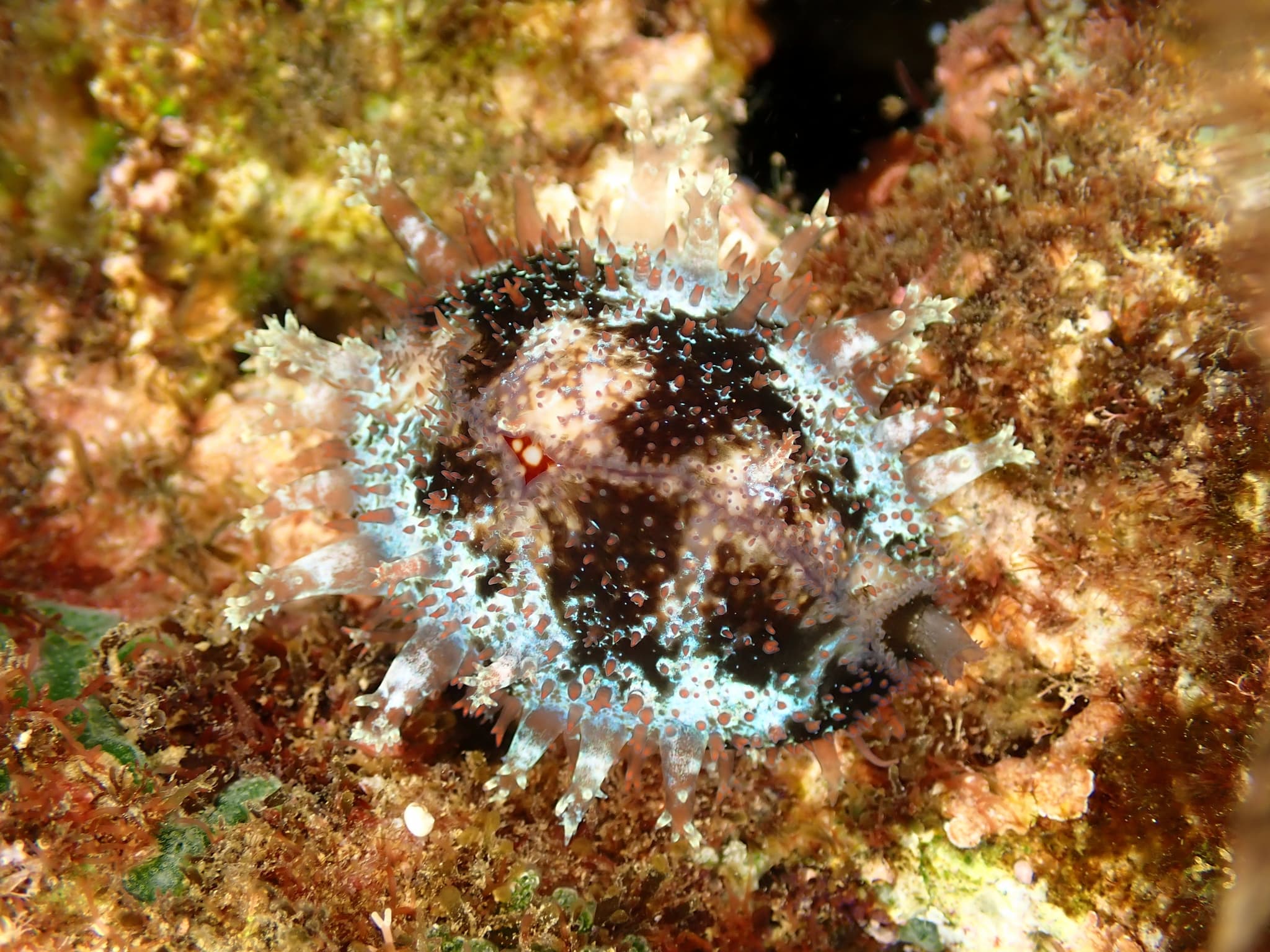 Serpent's Head Cowrie (Monetaria caputserpentis) with mantle almost fully covering its shell