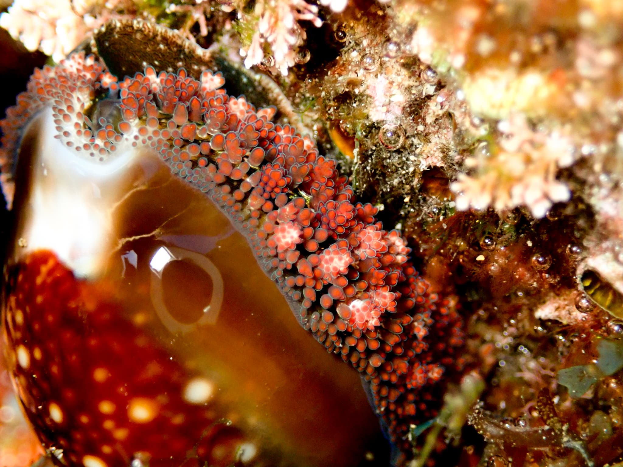 Serpent's Head Cowrie (Monetaria caputserpentis)