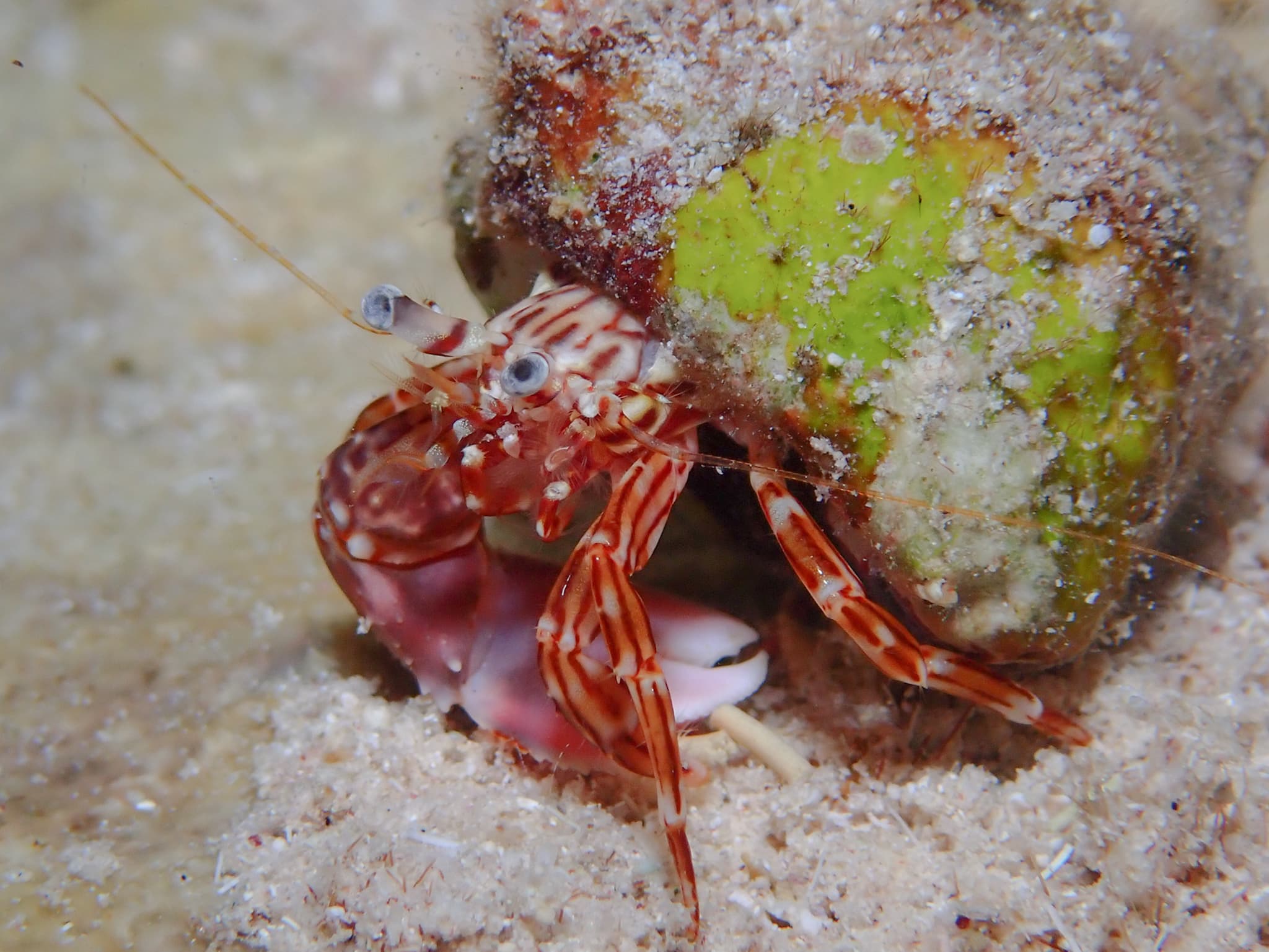 Red-stripe Hermit Crab (Phimochirus holthuisi), Cayman Islands