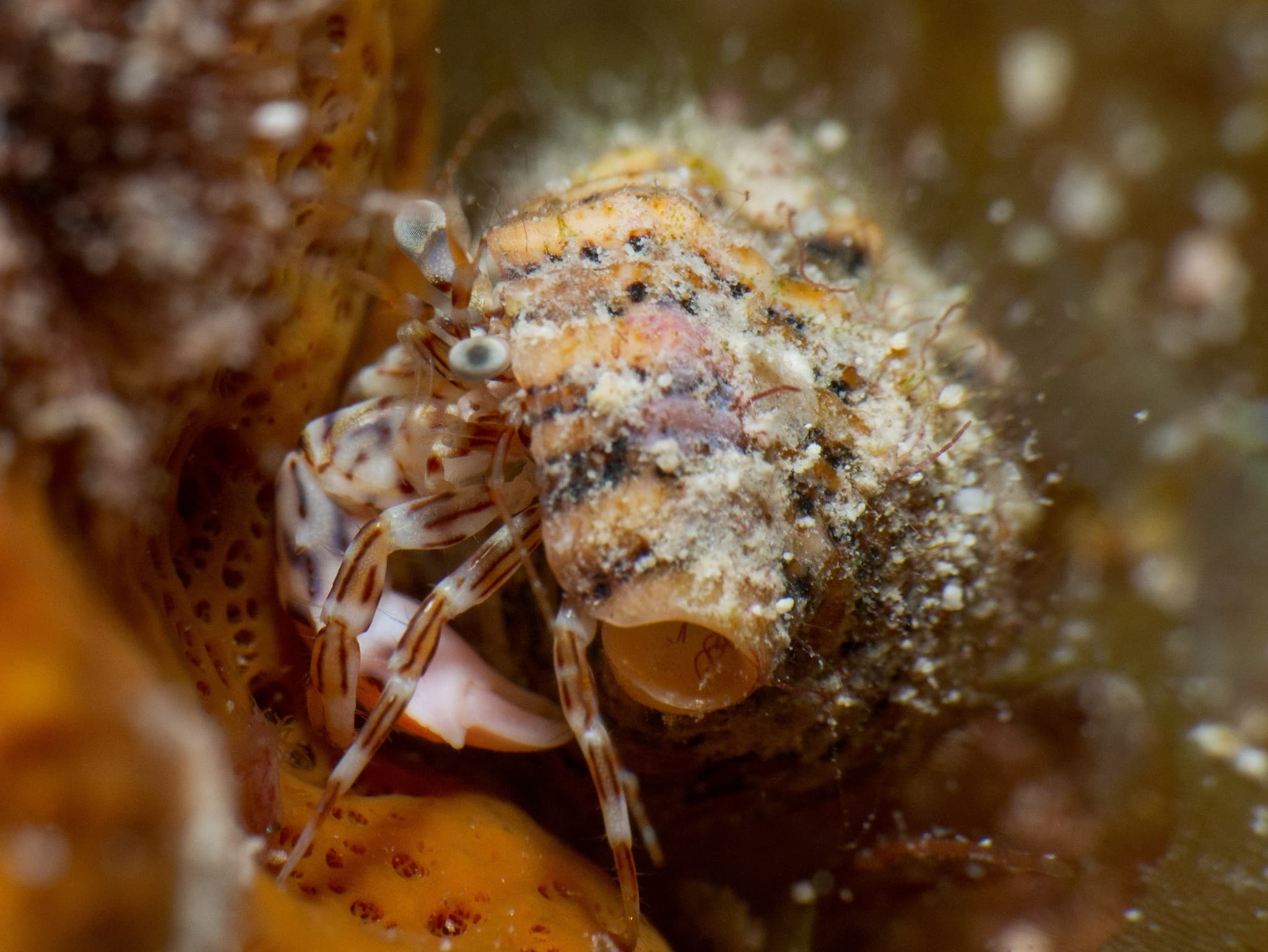 Red-stripe Hermit Crab (Phimochirus holthuisi), Cayman Islands