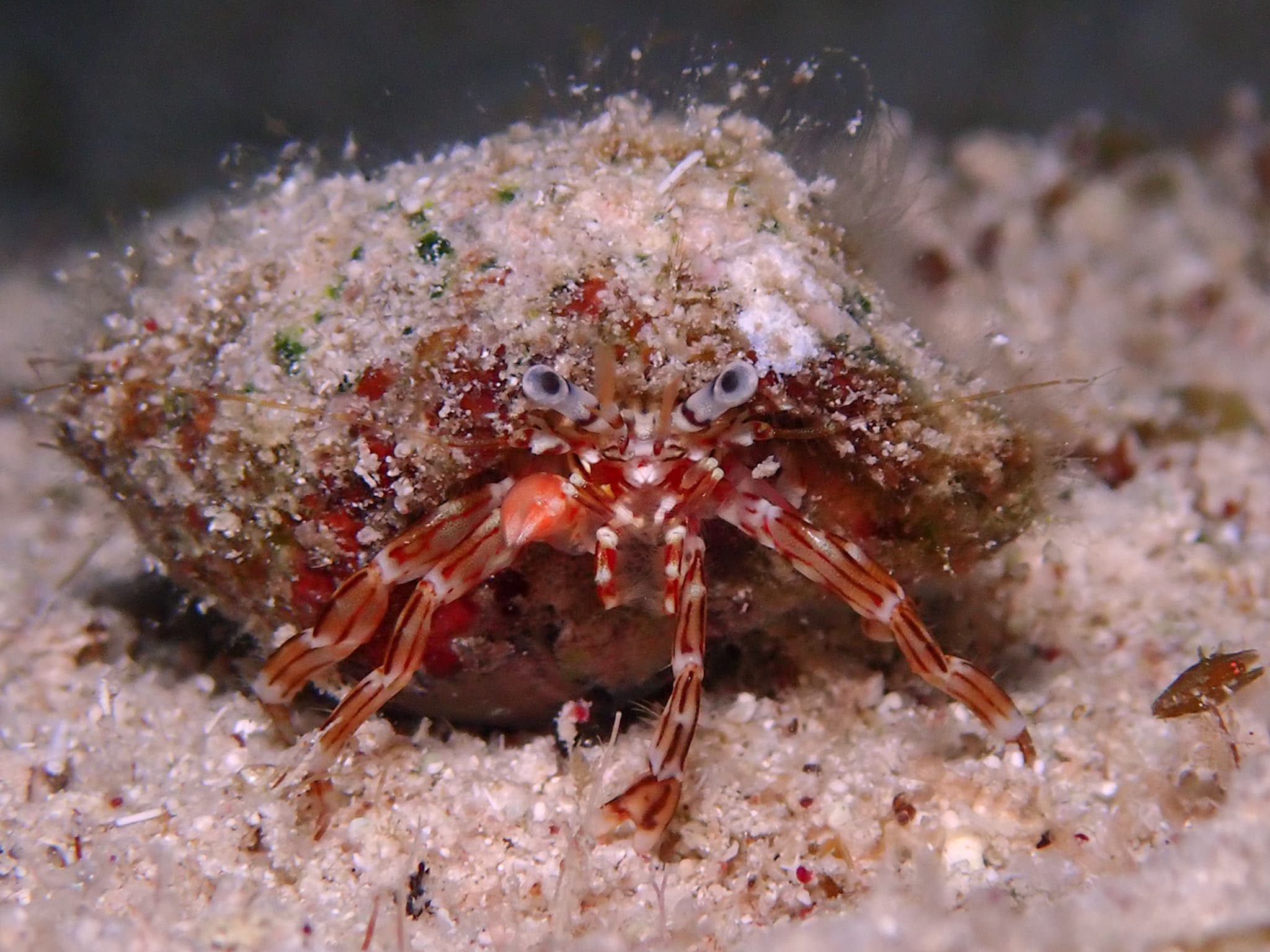 Red-stripe Hermit Crab (Phimochirus holthuisi), Cayman Islands