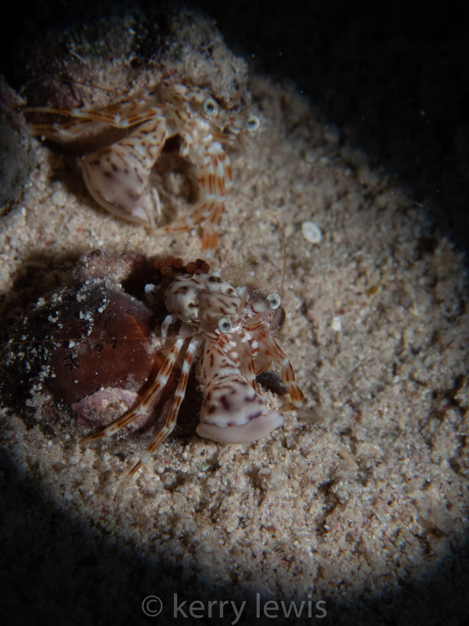 Red-stripe Hermit Crab (Phimochirus holthuisi), Cayman Islands