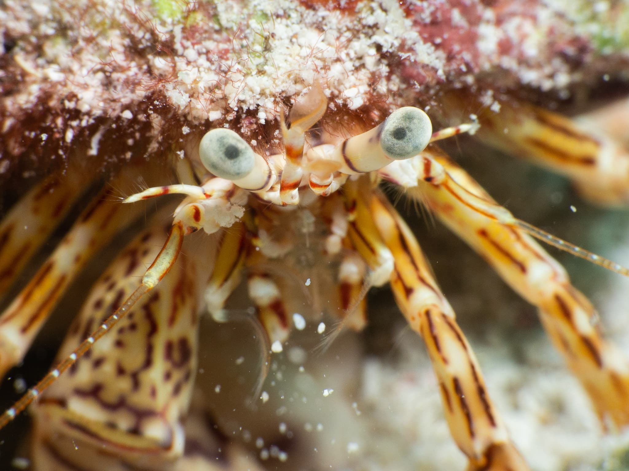 Red-stripe Hermit Crab (Phimochirus holthuisi) close-up, Cayman Islands