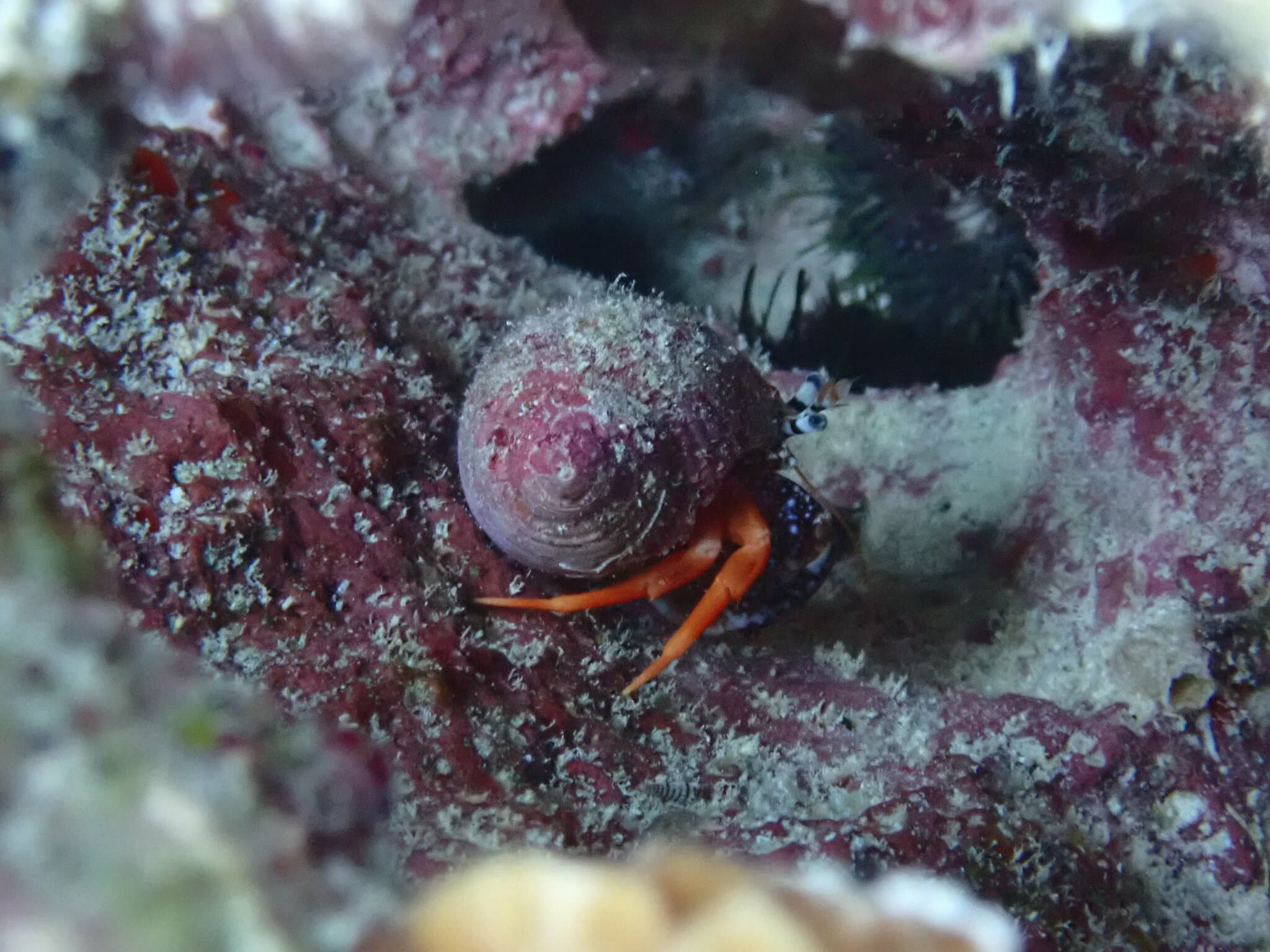 Polkadotted Hermit (Phimochirus operculatus)