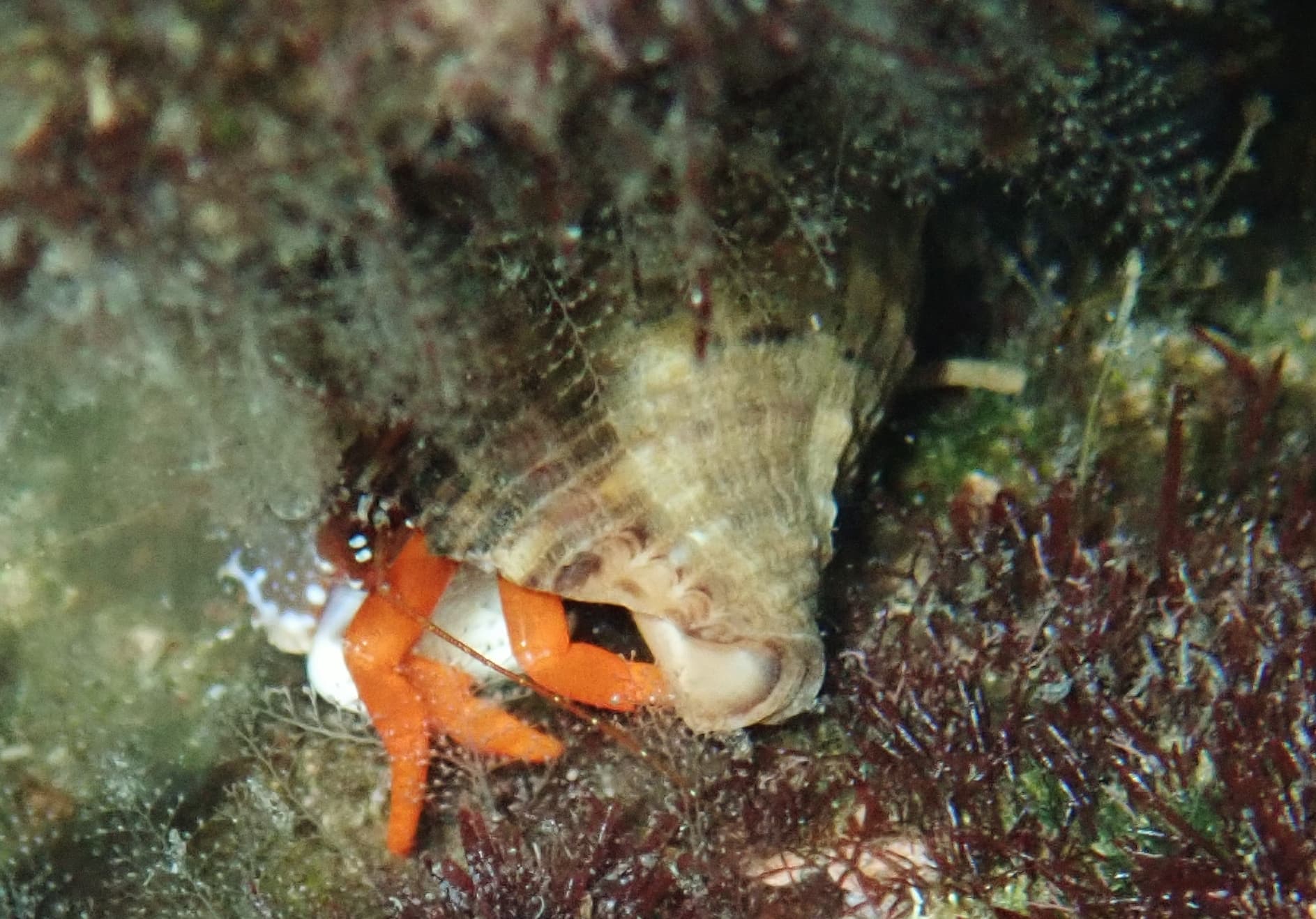 Polkadotted Hermit (Phimochirus operculatus)