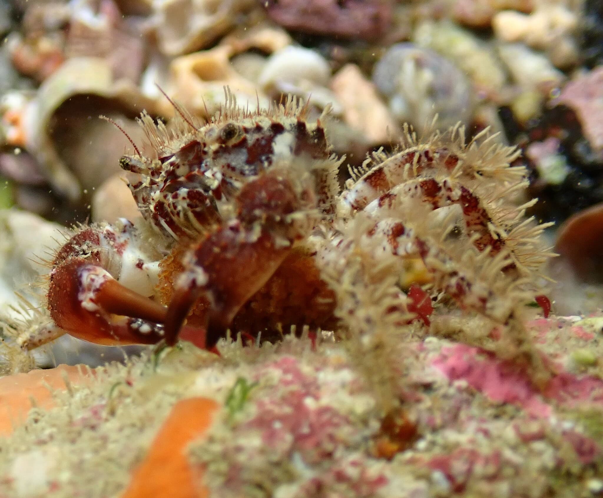 Bristly Crab (Pilumnus hirtellus), Jersey, France