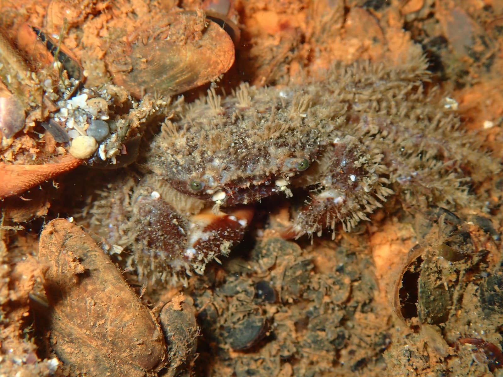 Bristly Crab (Pilumnus hirtellus), France