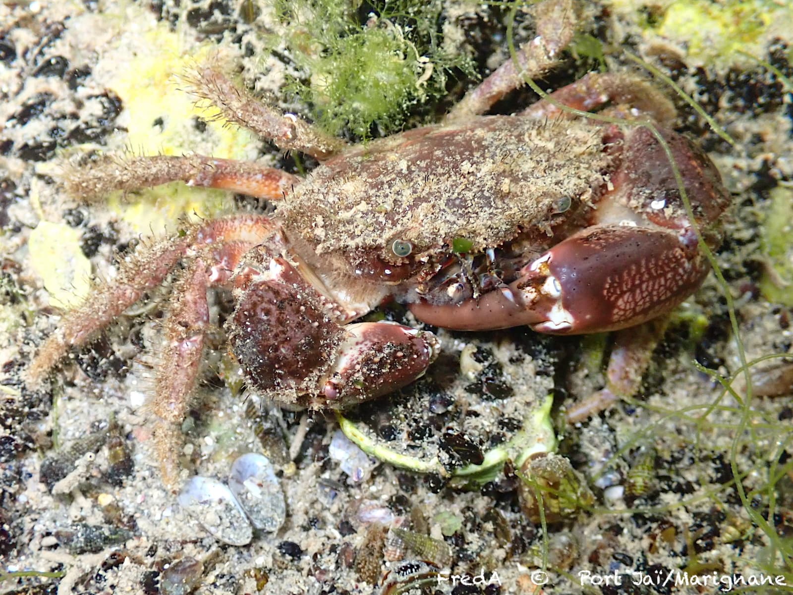 Bristly Crab (Pilumnus hirtellus), France