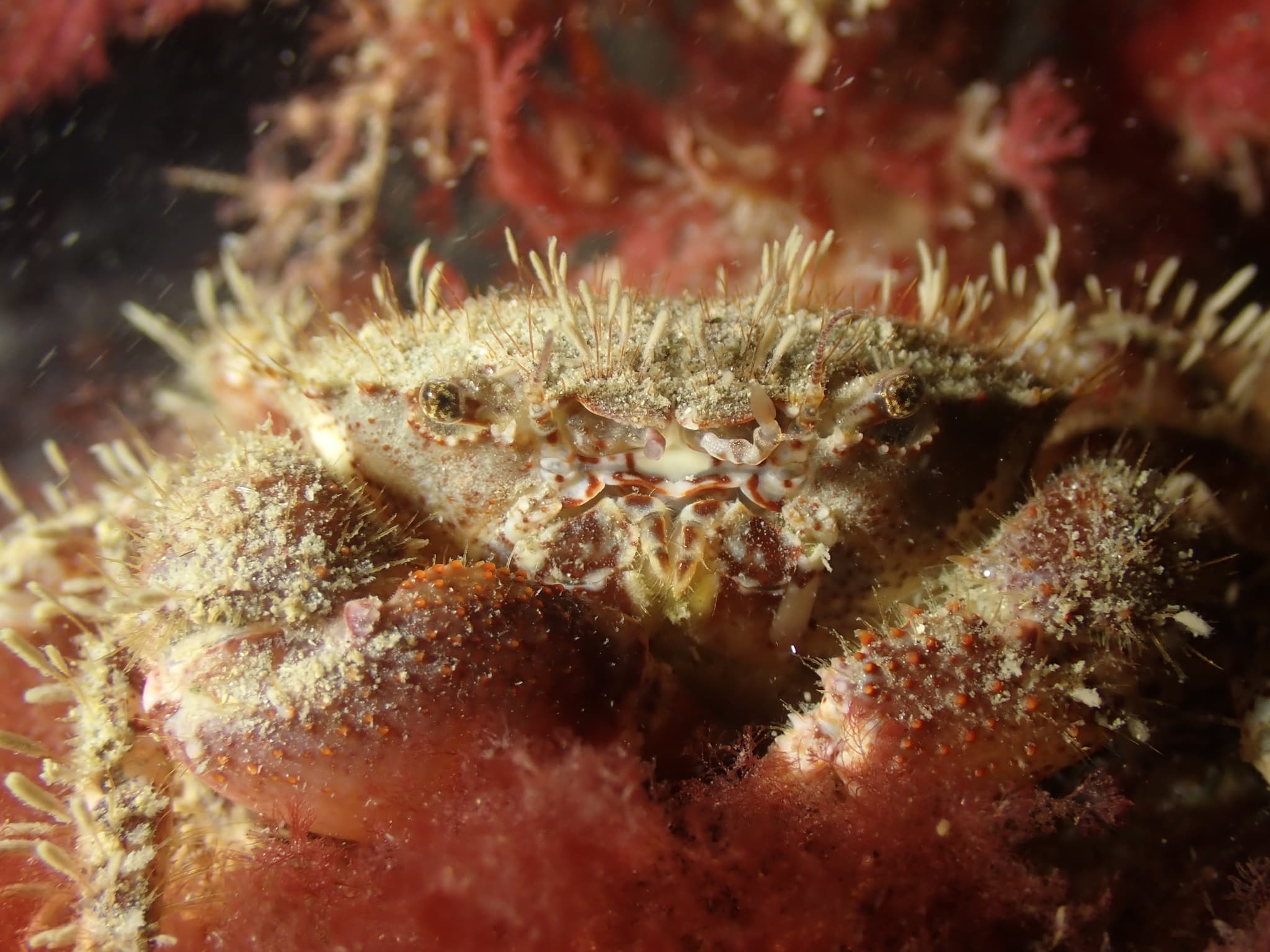 Bristly Crab (Pilumnus hirtellus), France