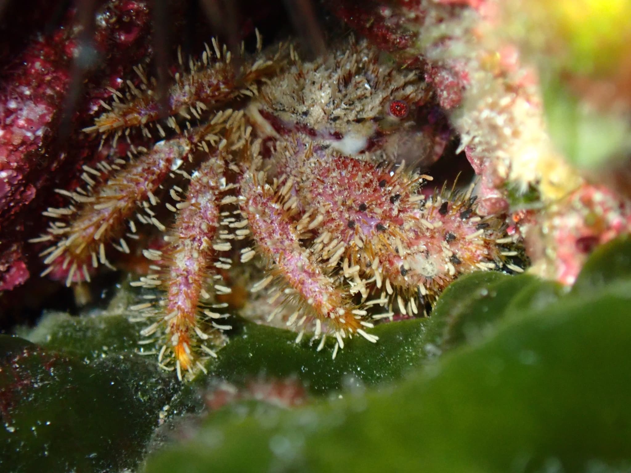 Bristly Crab (Pilumnus hirtellus), Santa Cruz de Tenerife, Spain