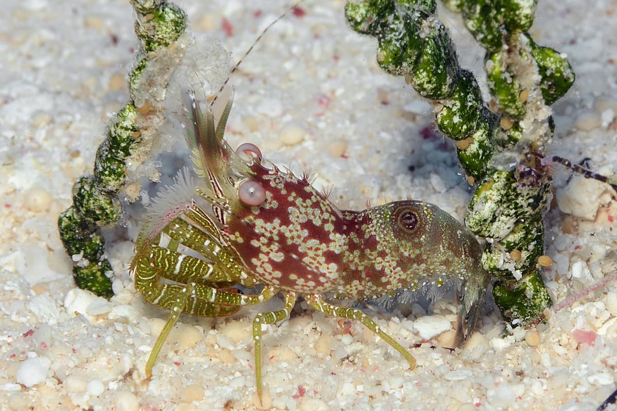 Eyespot Shrimp (Saron neglectus)