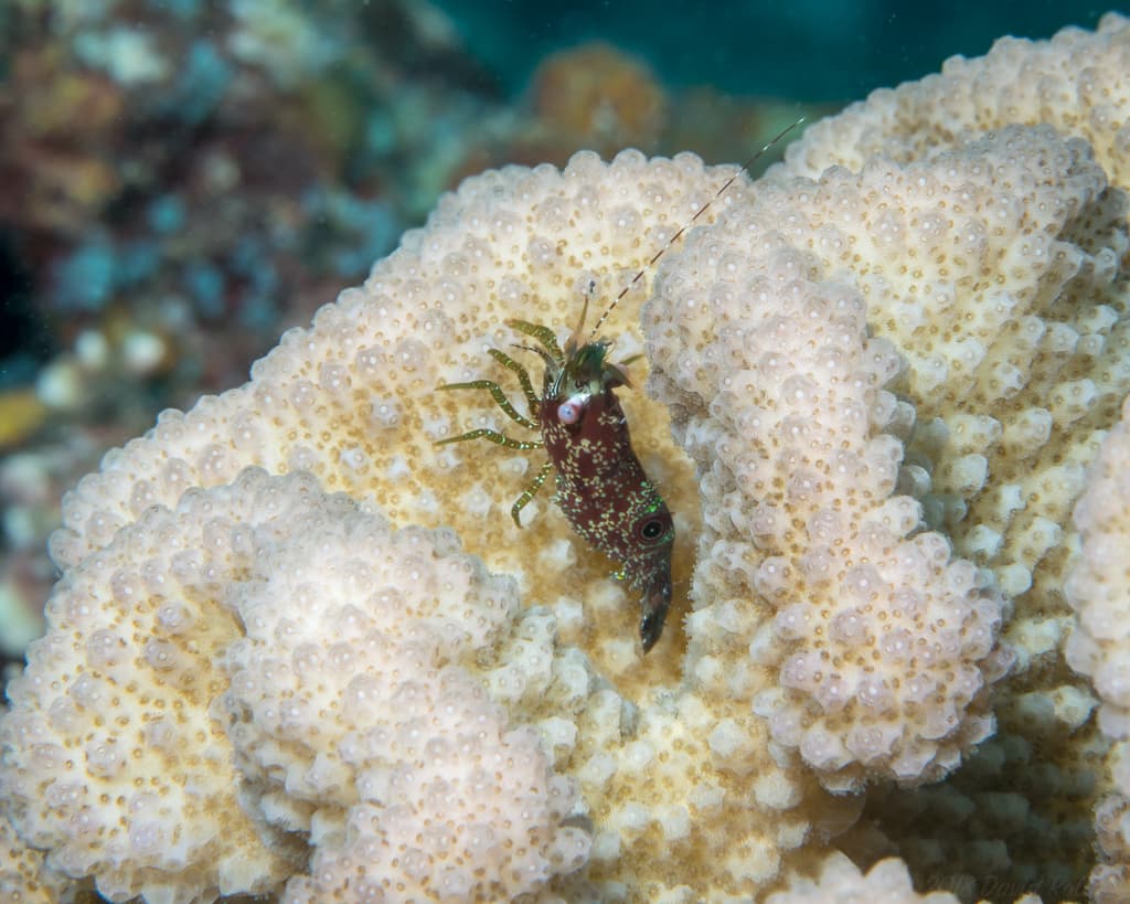 Eyespot Shrimp (Saron neglectus)