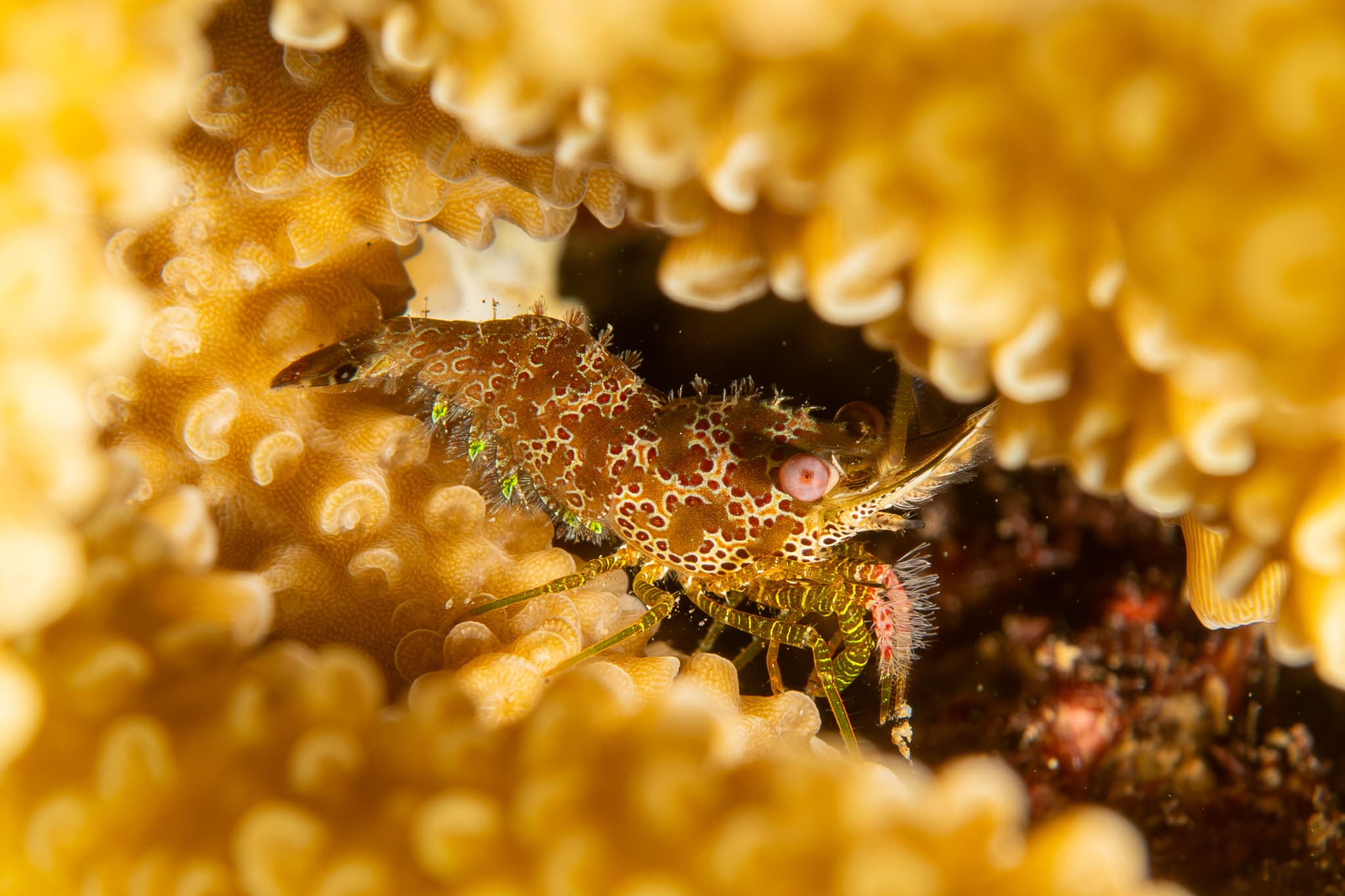 Eyespot Shrimp (Saron neglectus)