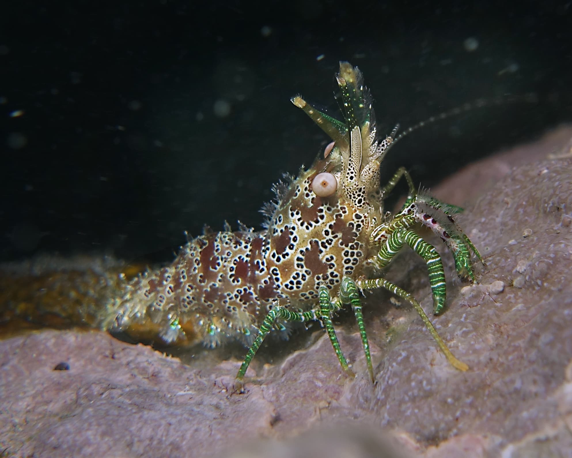 Eyespot Shrimp (Saron neglectus)