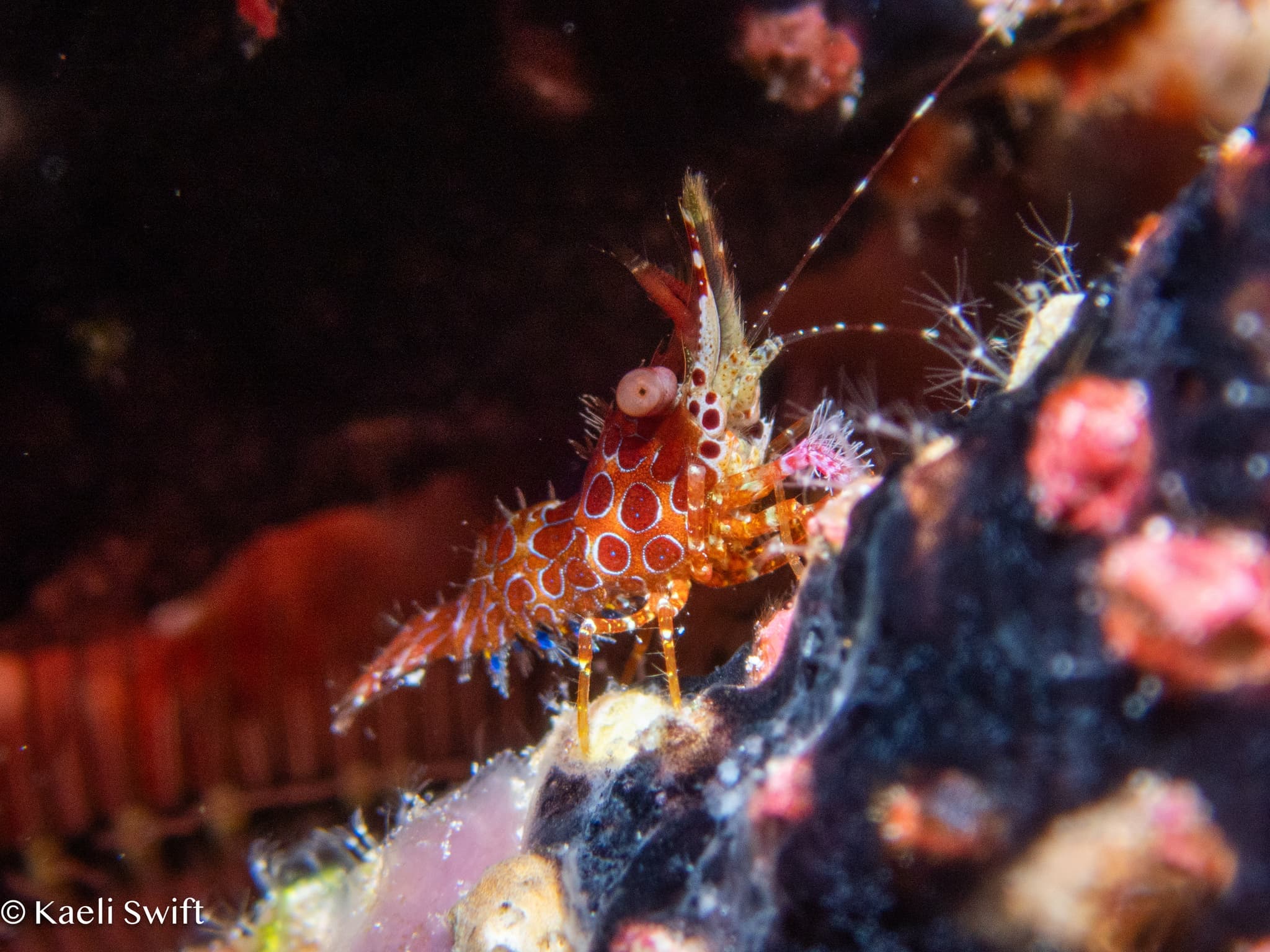 Eyespot Shrimp (Saron neglectus)