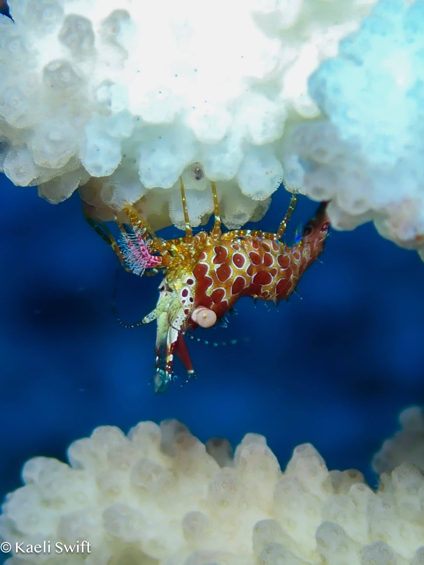 Eyespot Shrimp (Saron neglectus)