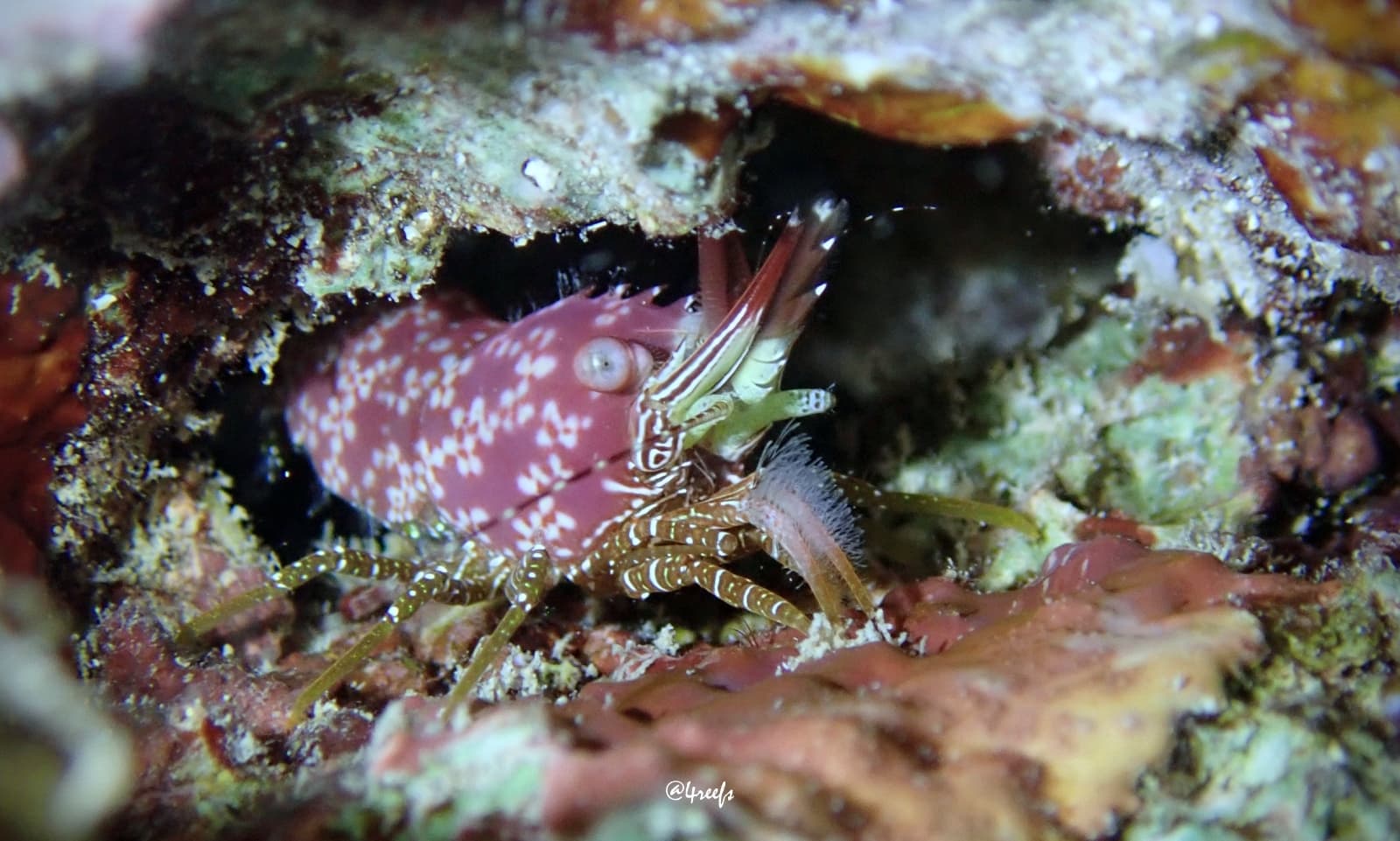 Eyespot Shrimp (Saron neglectus)