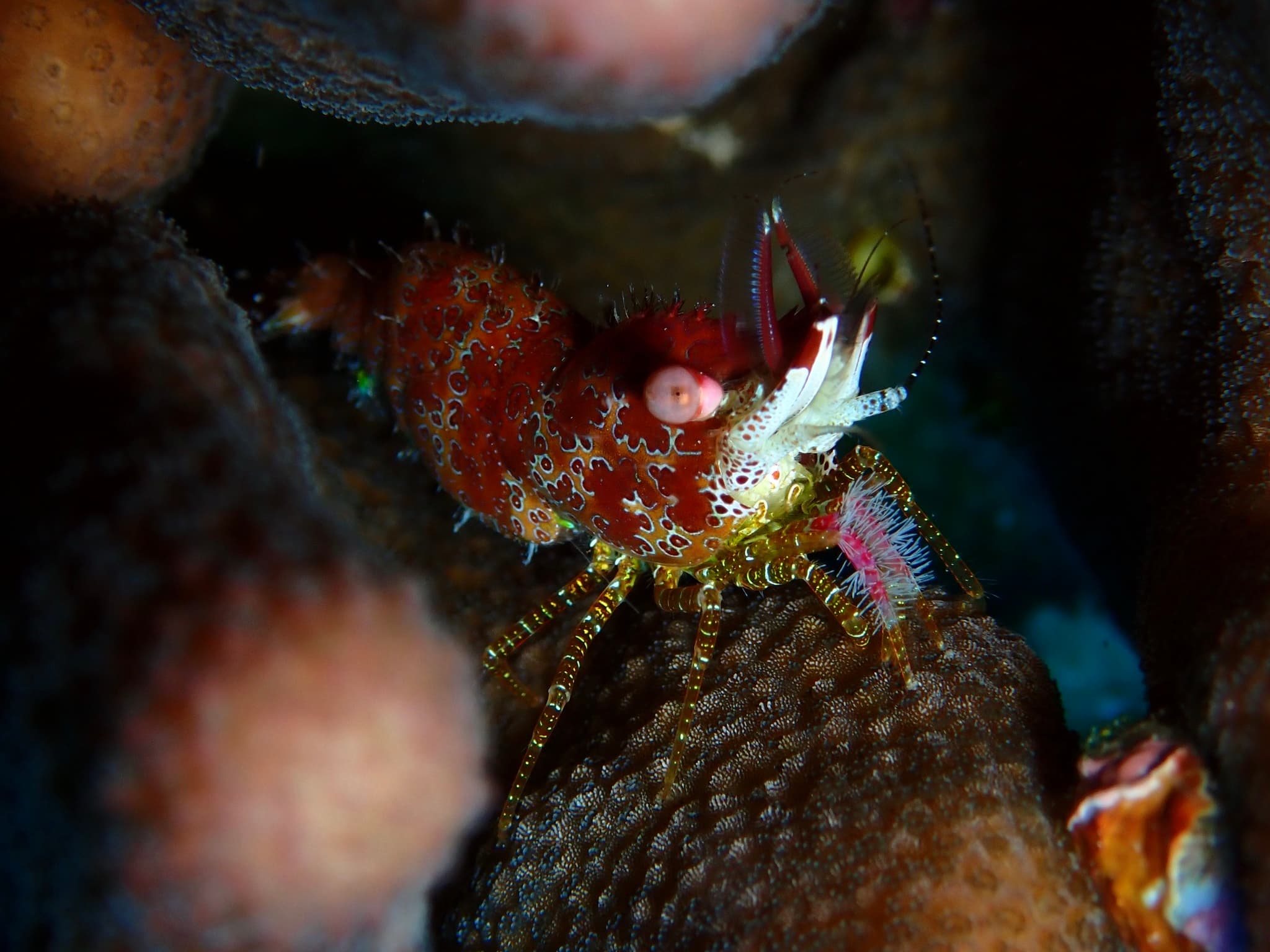 Eyespot Shrimp (Saron neglectus)