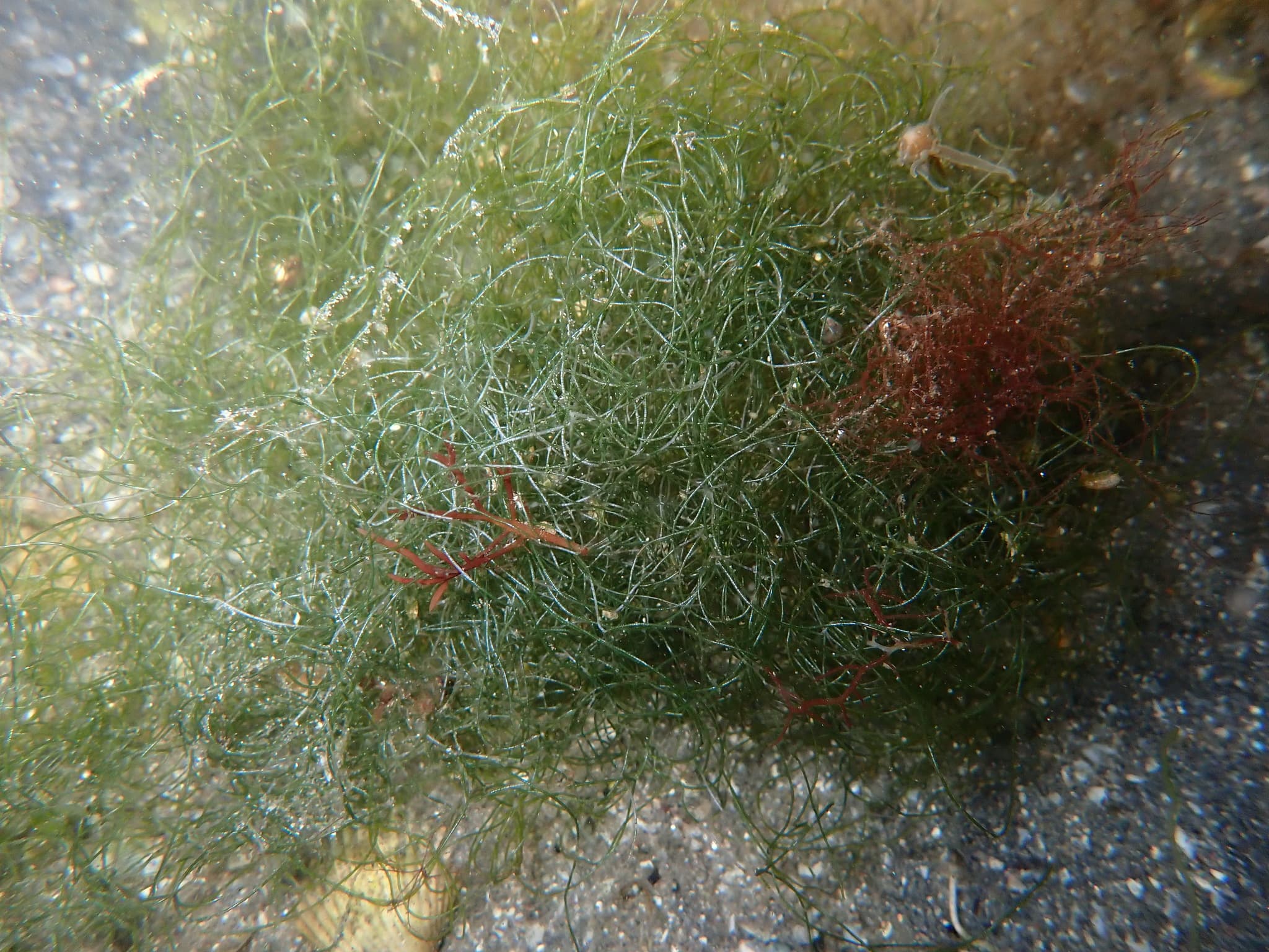 Chaeto (Chaetomorpha linum)