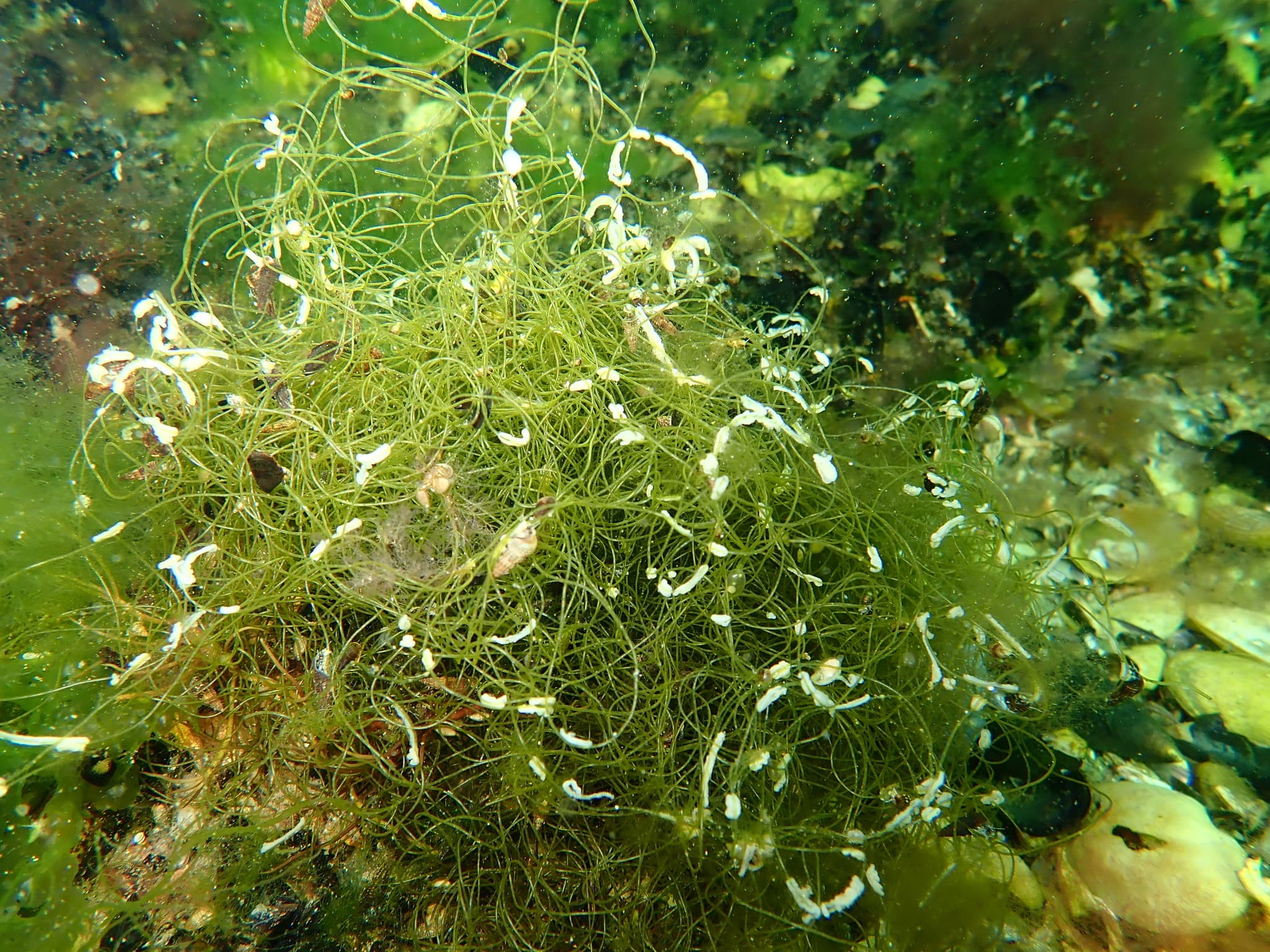 Chaeto (Chaetomorpha linum)