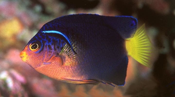 Blue Mauritius Angelfish (Centropyge debelius)