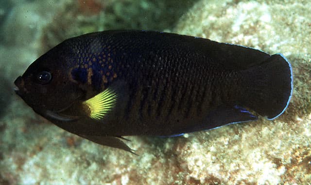 Yellowfin Angelfish (Centropyge flavipectoralis)