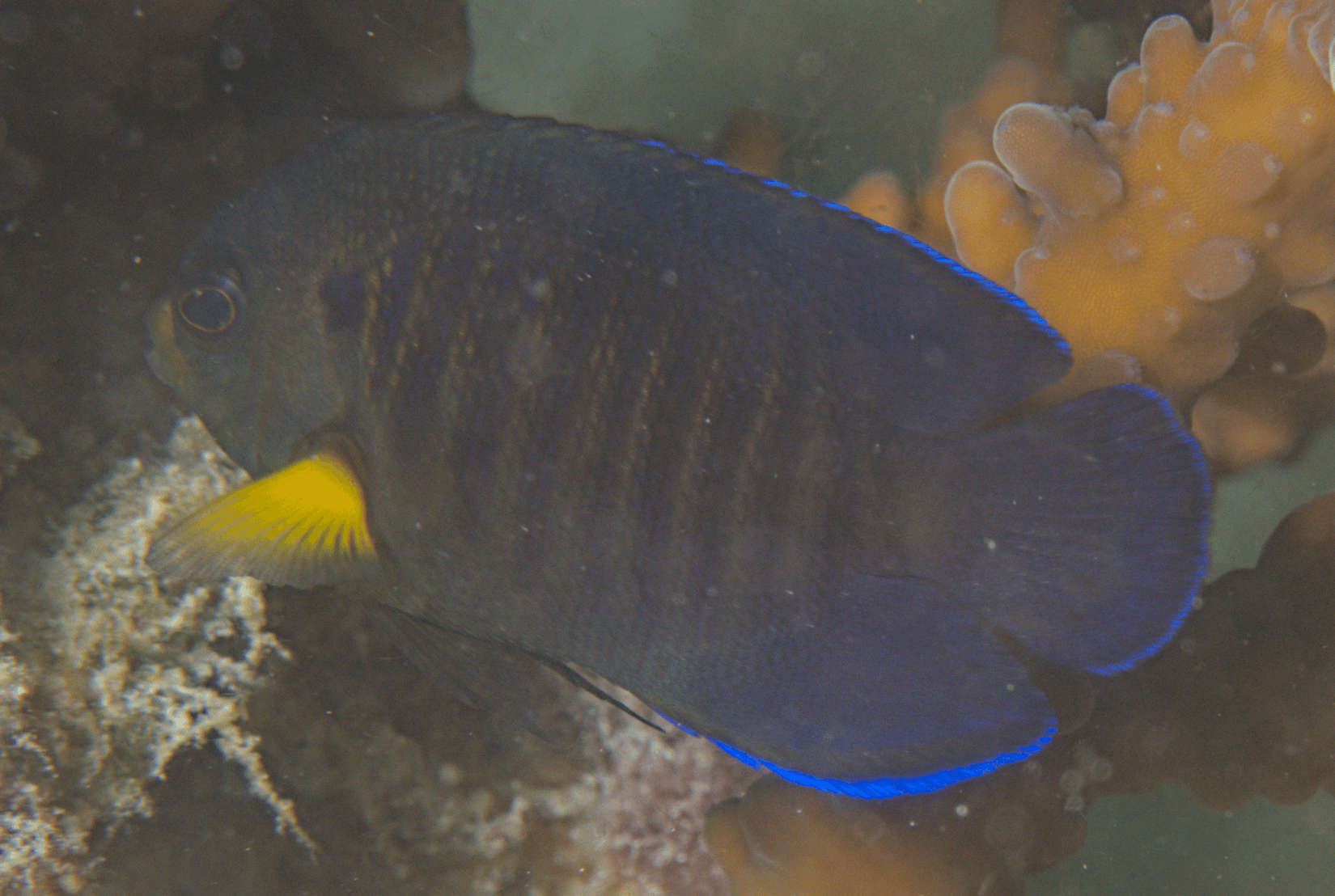 Yellowfin Angelfish (Centropyge flavipectoralis), Indonesia