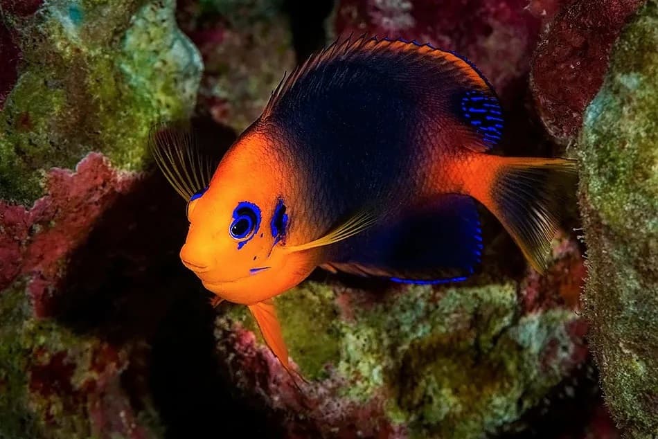 Blackear Angelfish (Centropyge hotumatua)