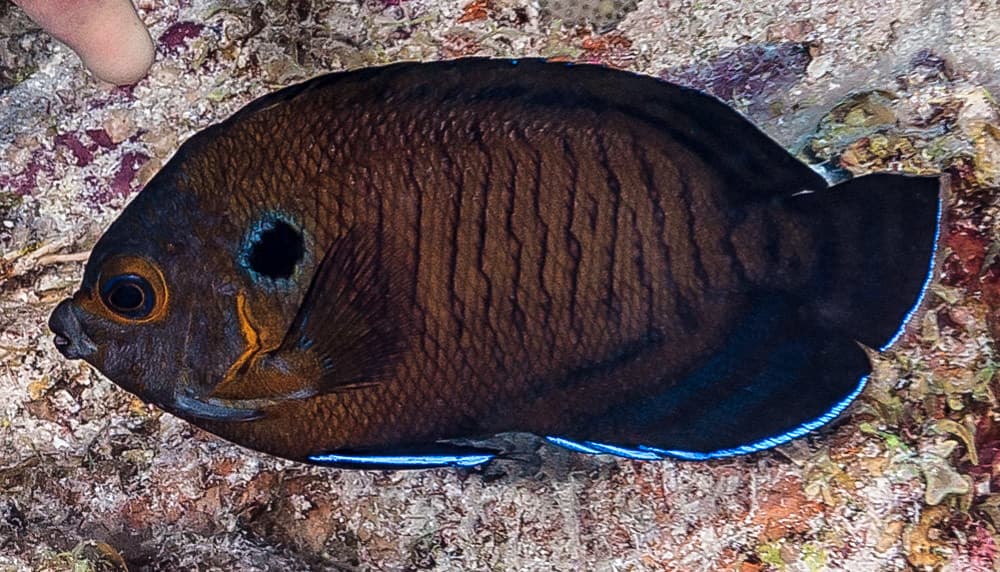 Dusky Angelfish (Centropyge multispinis)